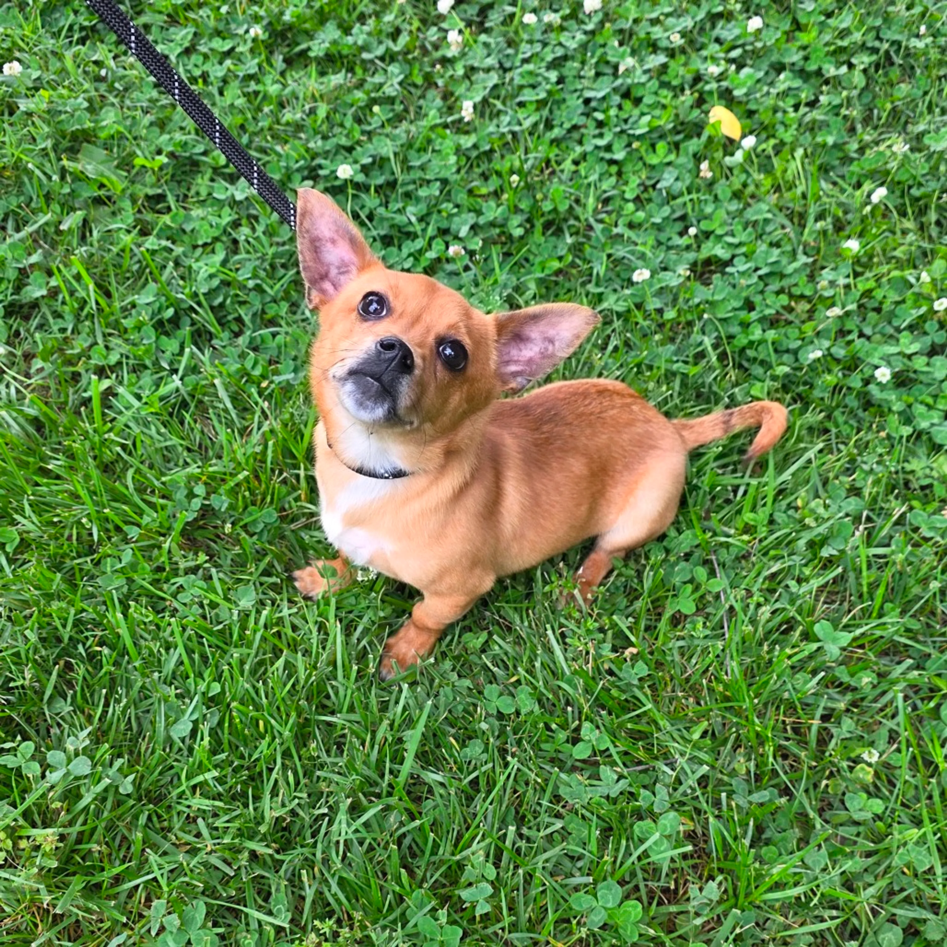 Found pet-4