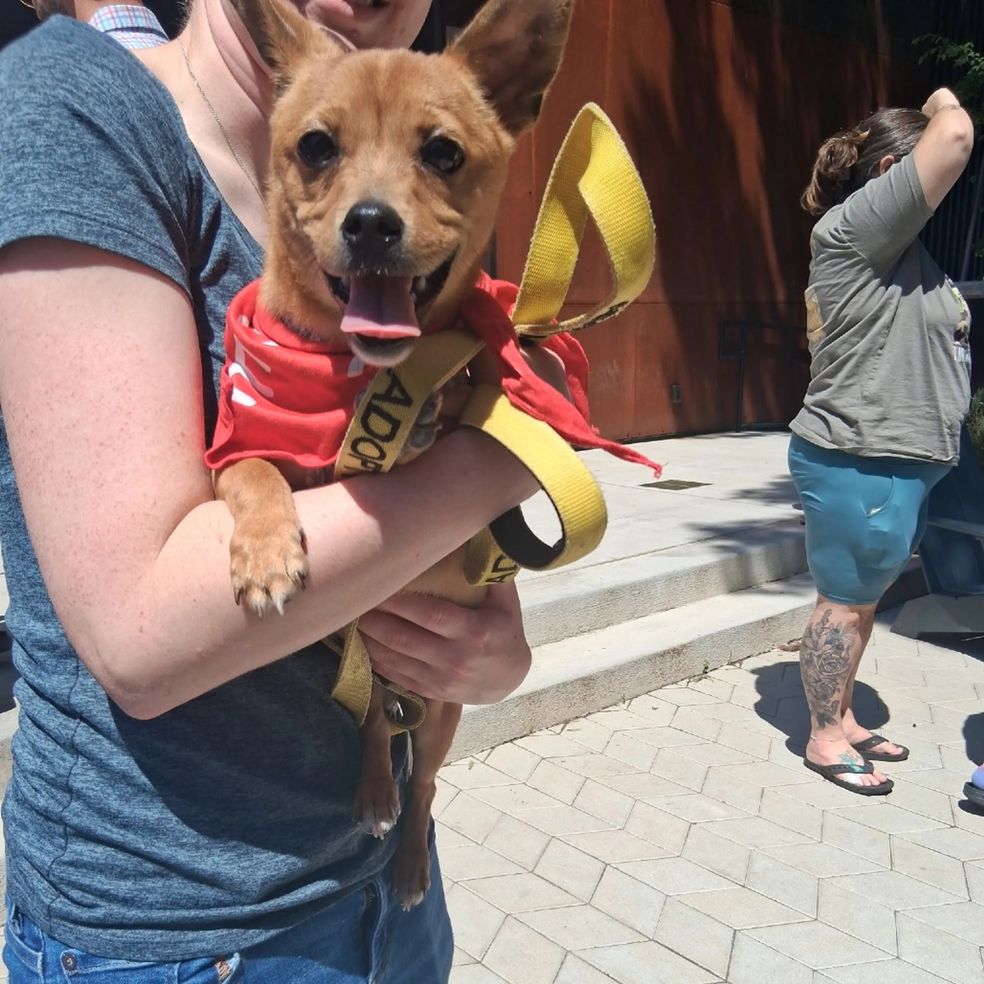 Found pet-9