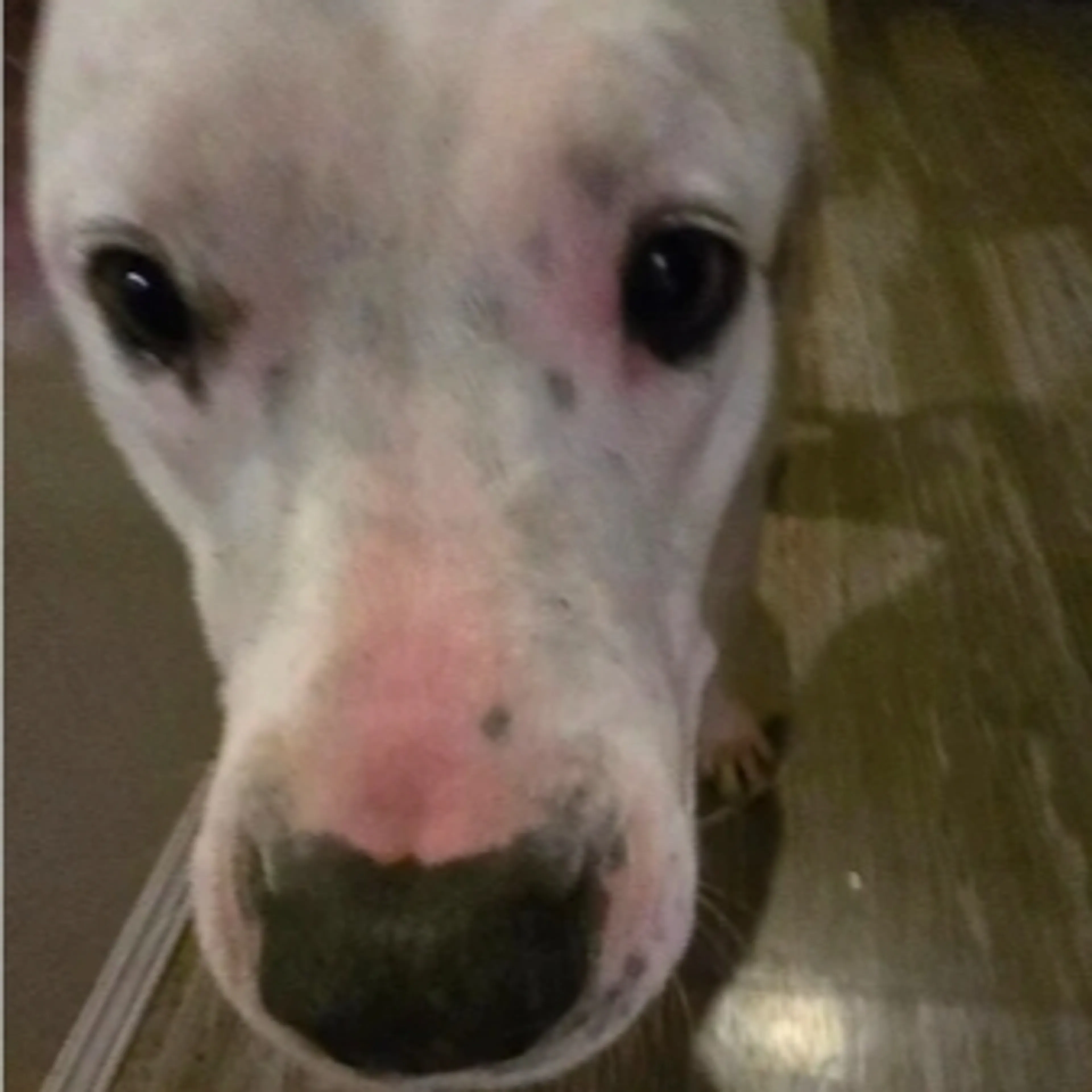 Lost pet-2
