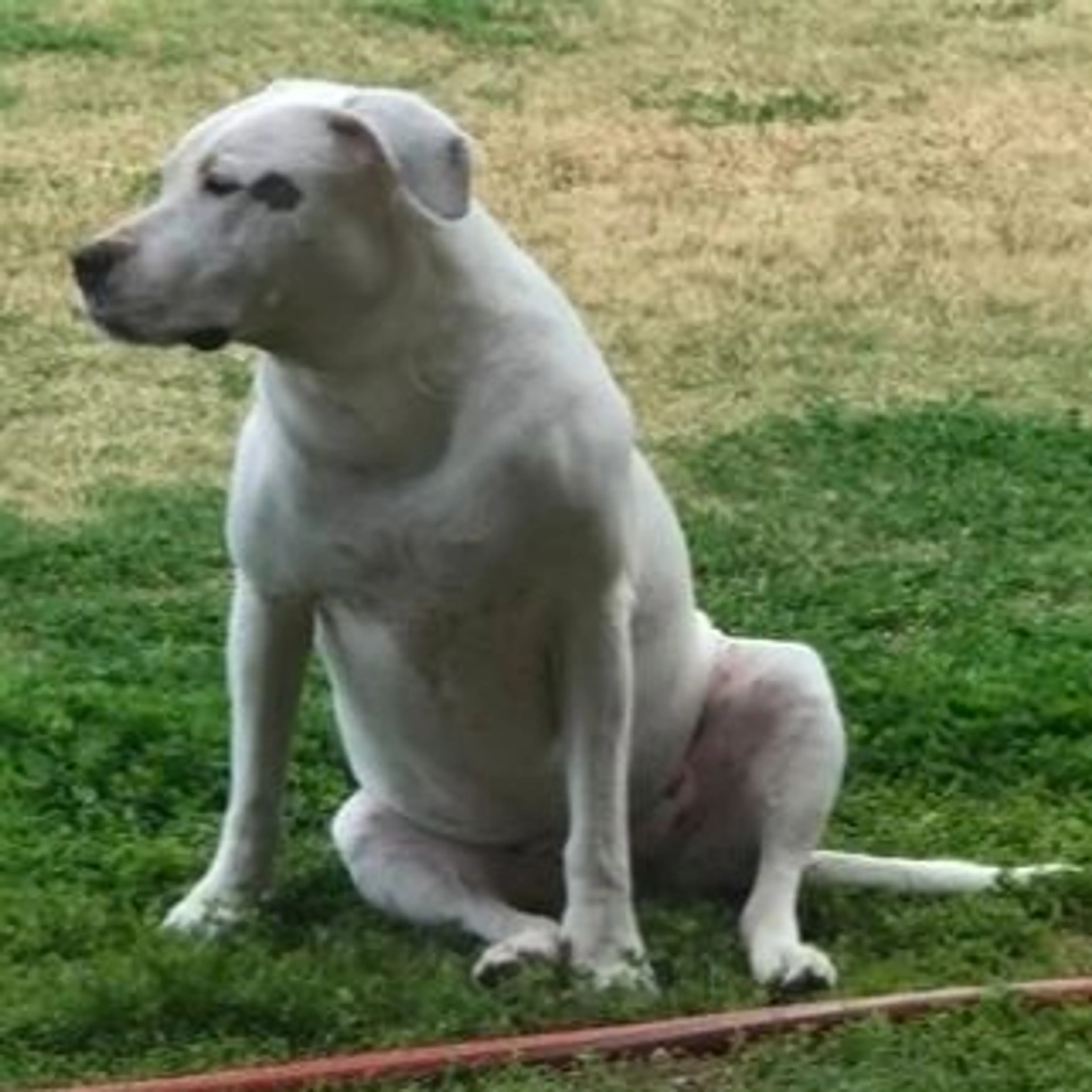 Lost pet-0