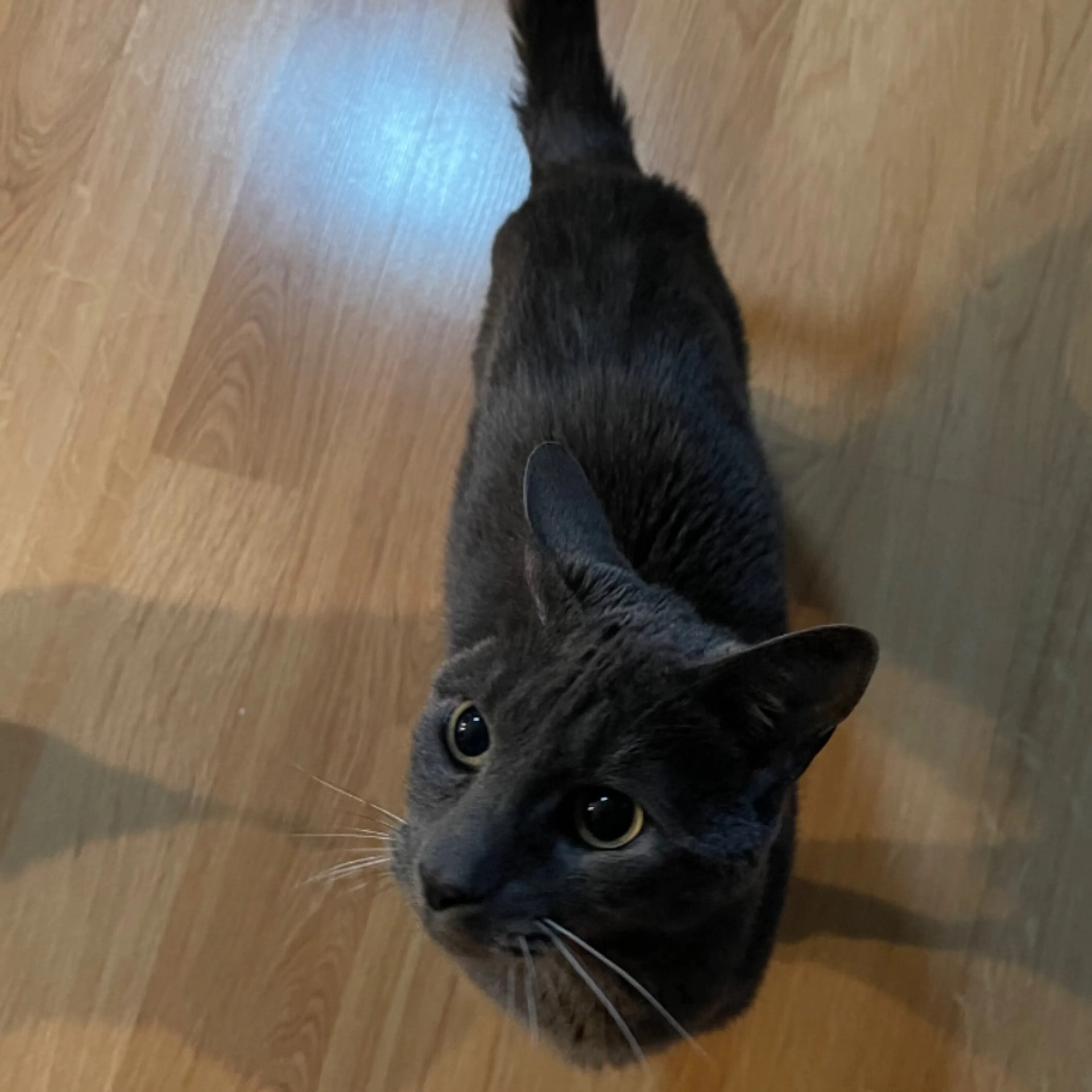 Lost pet