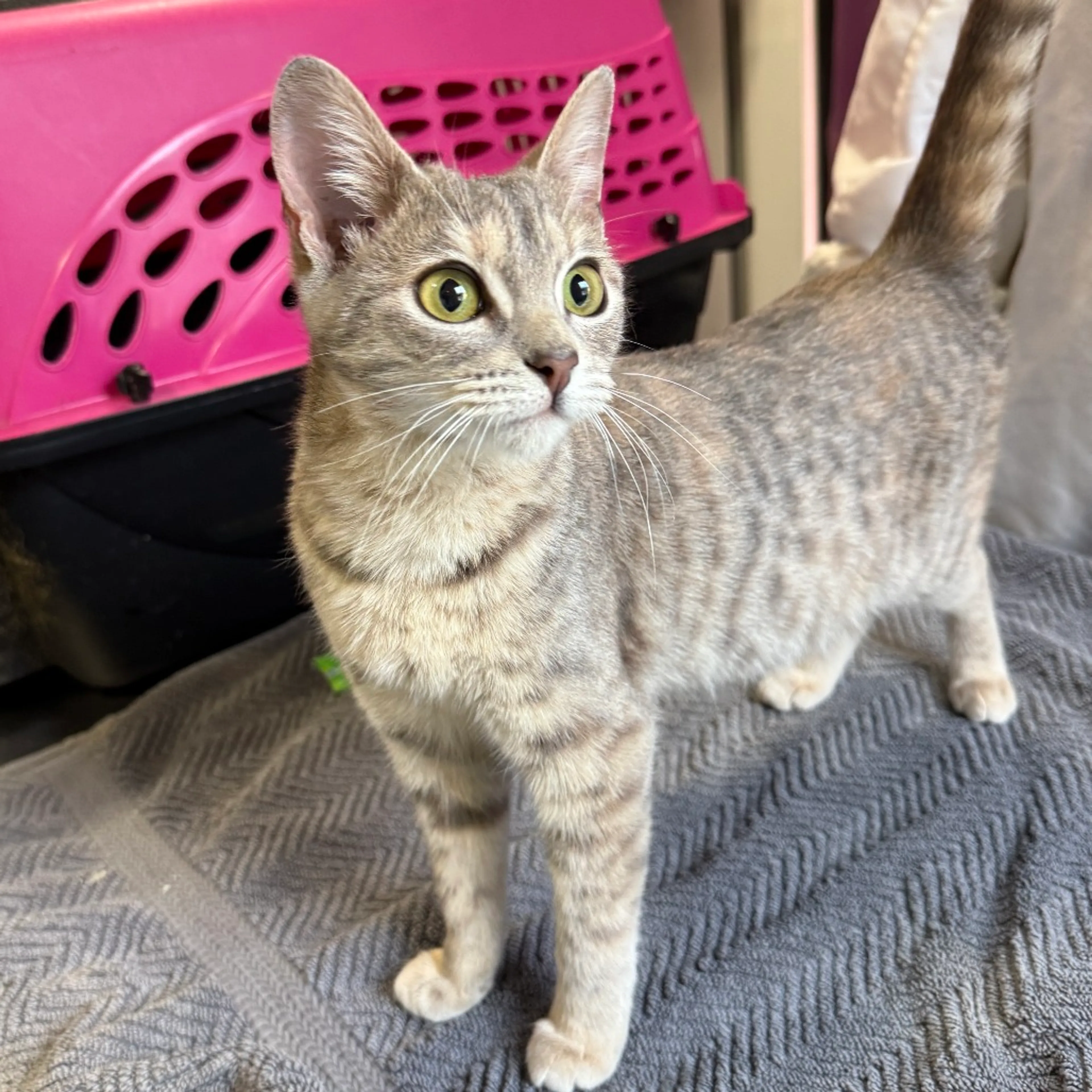 Found pet