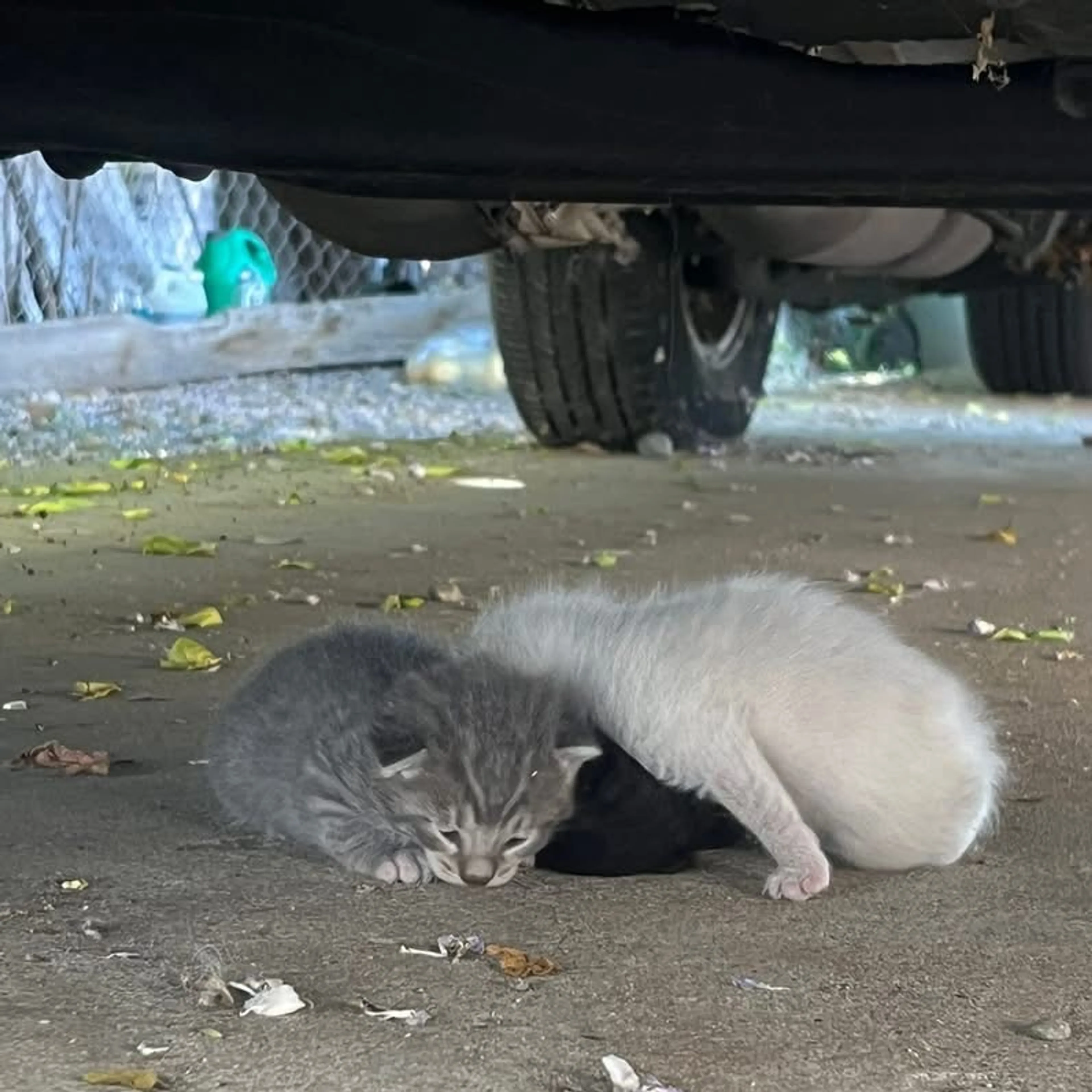 Found pet-1