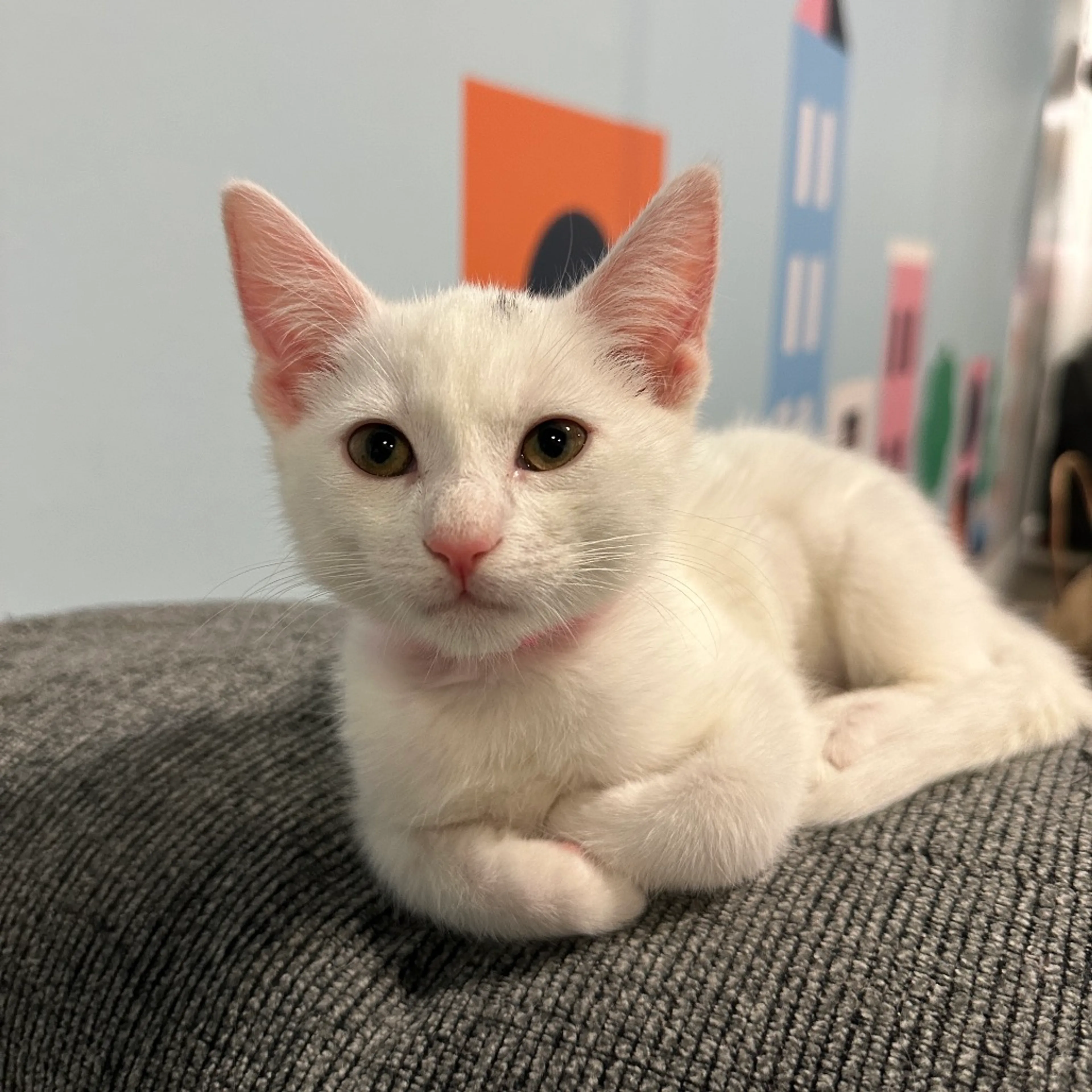 Found pet