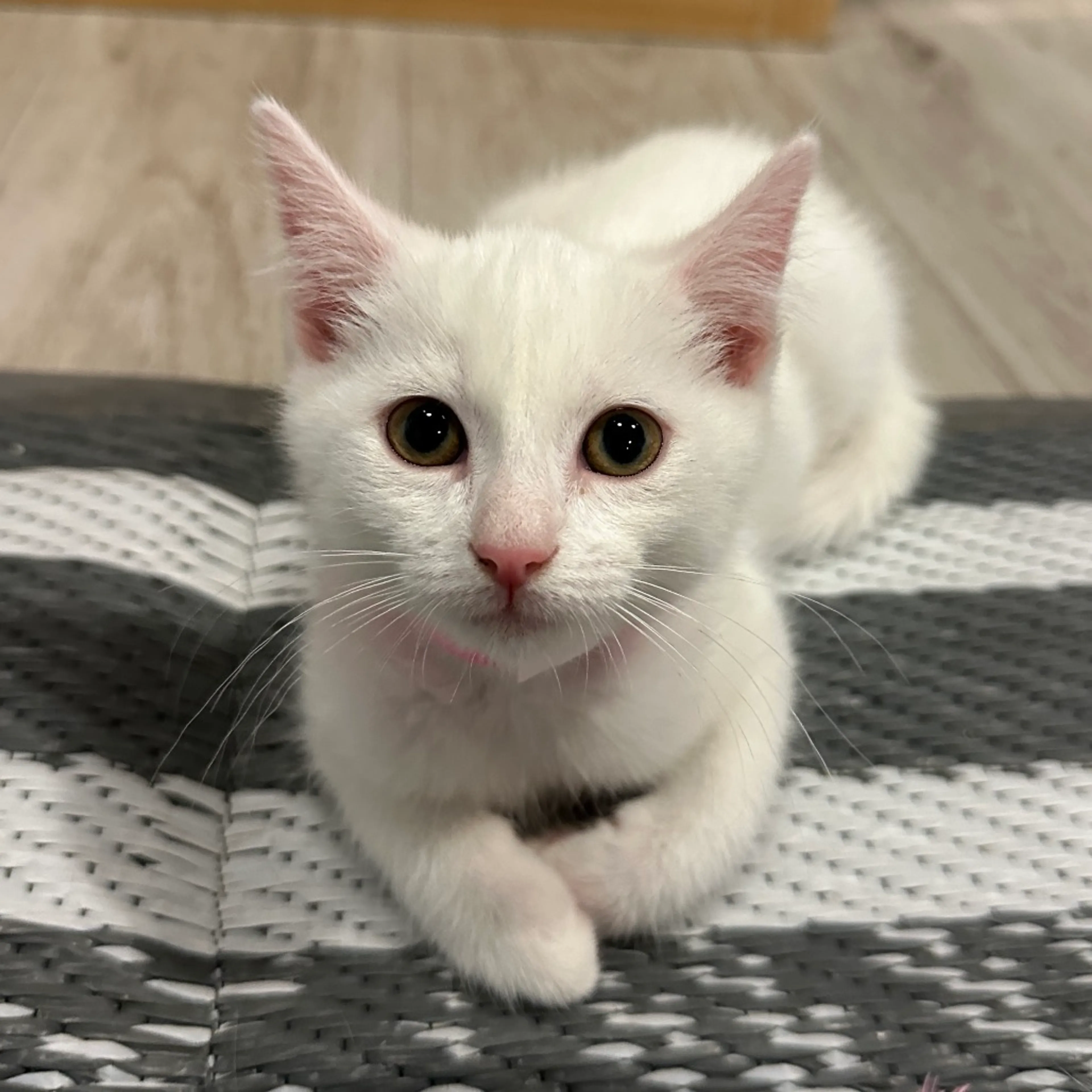 Found pet-0