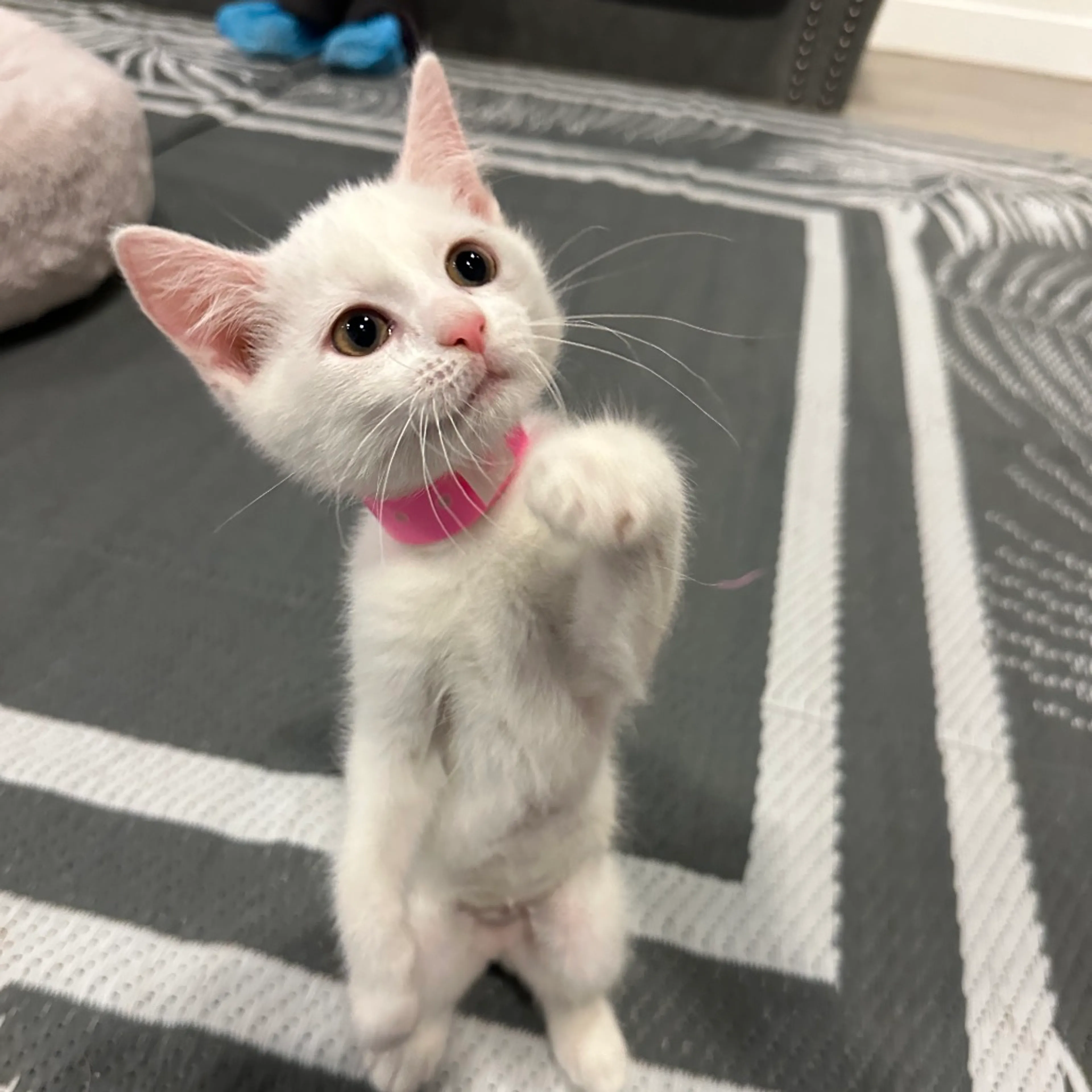 Found pet-1