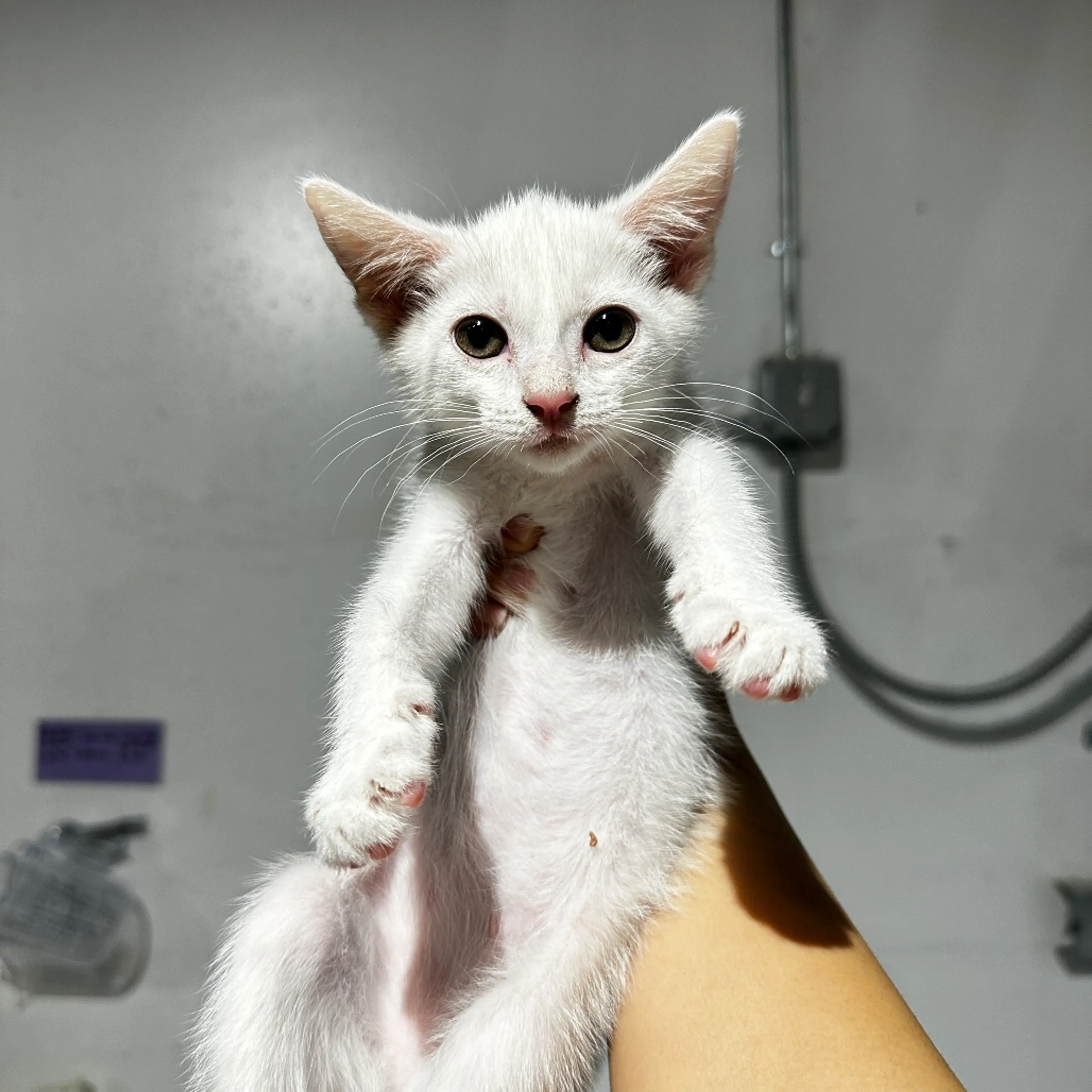 Found pet