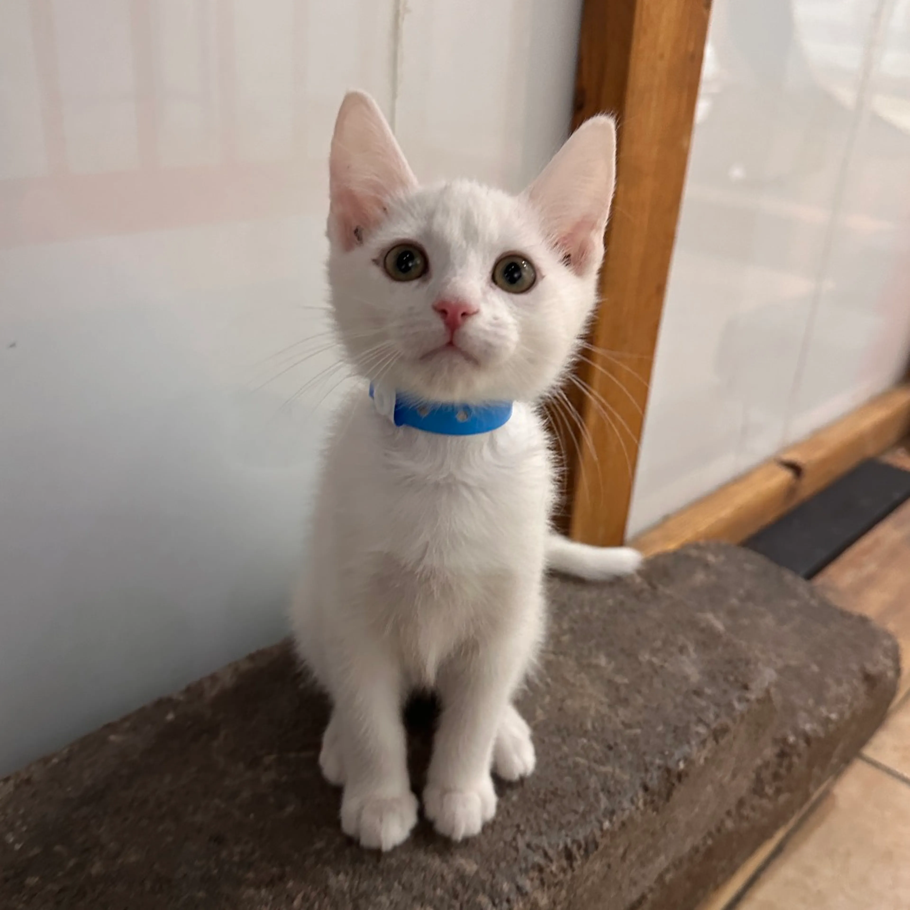 Found pet