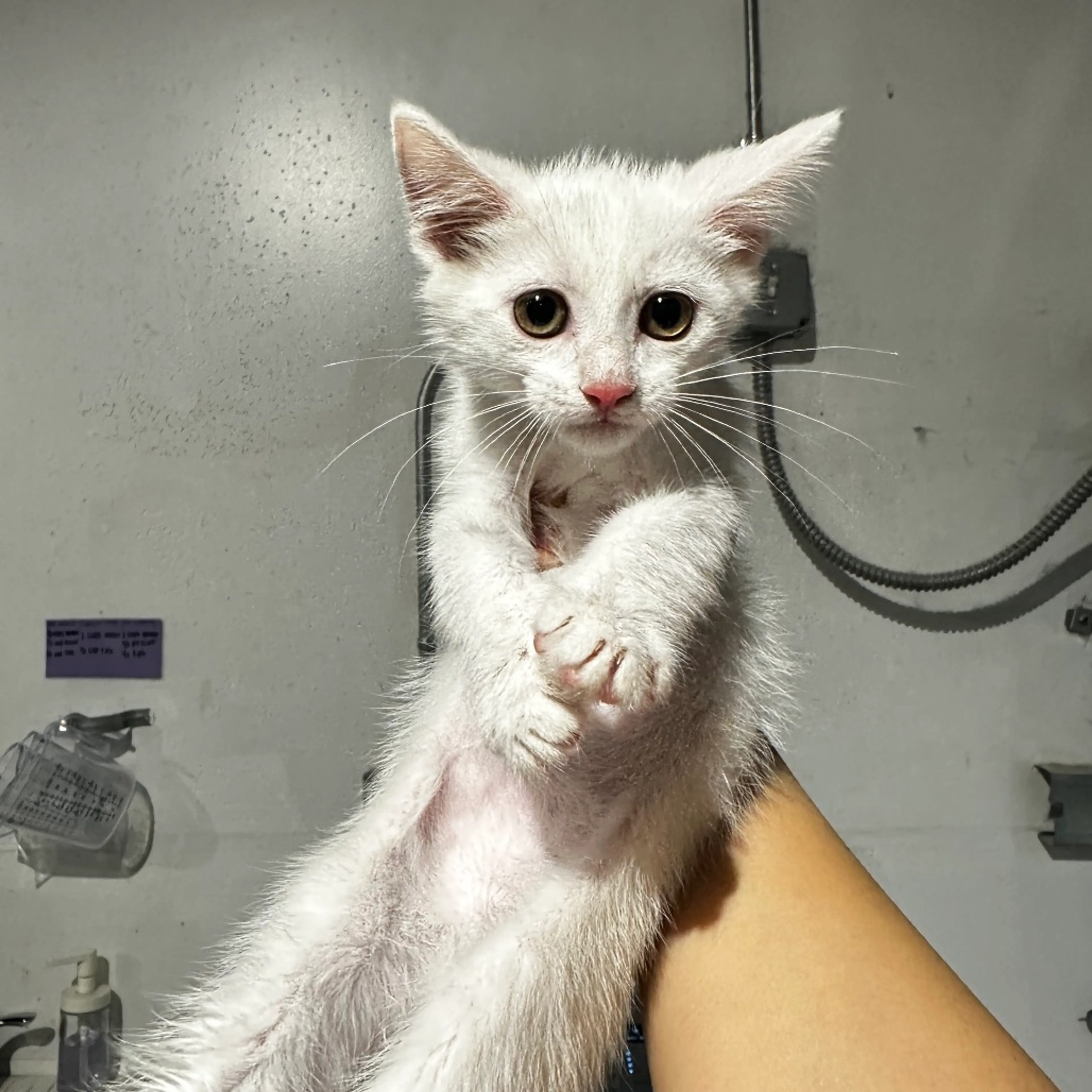 Found pet