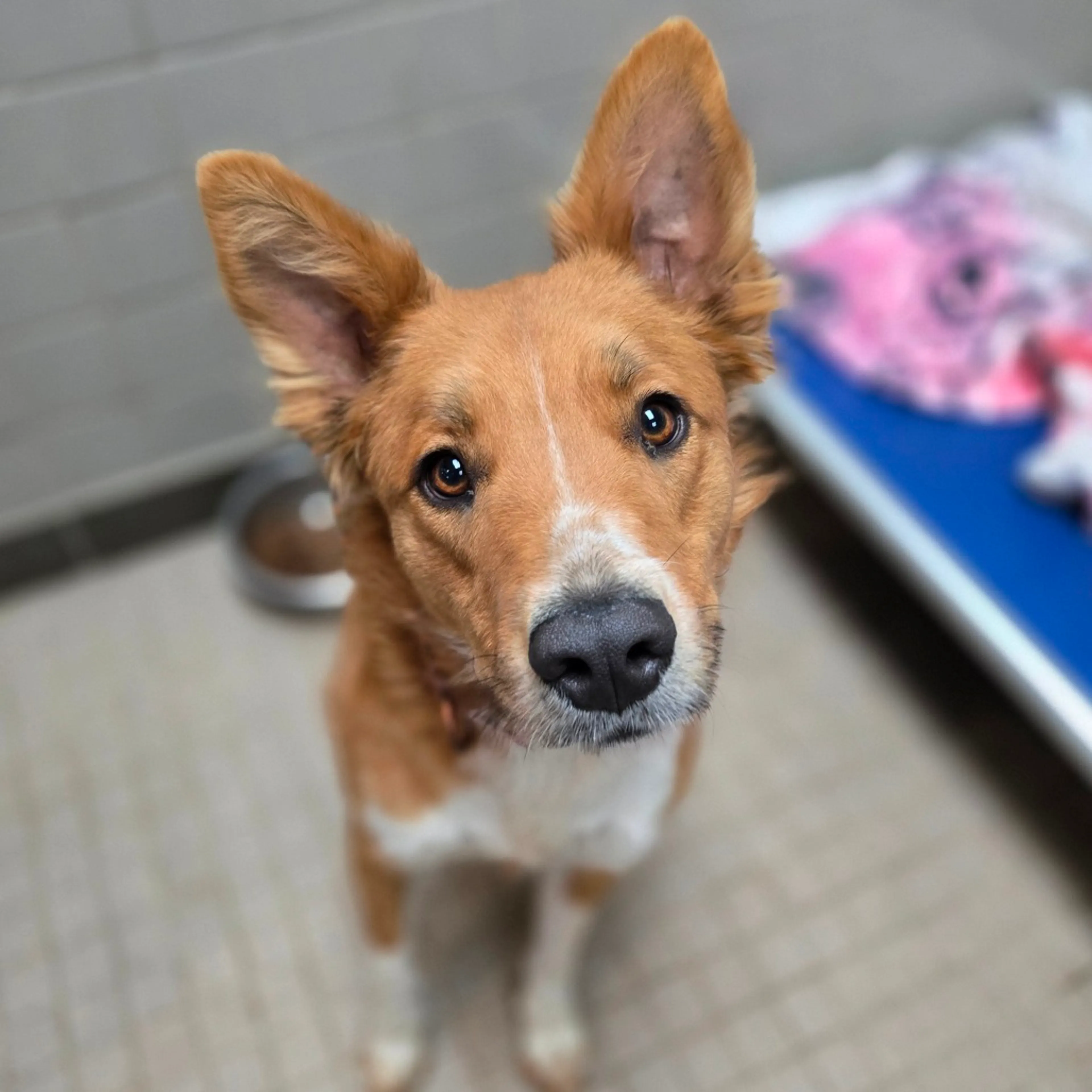 Found pet-0