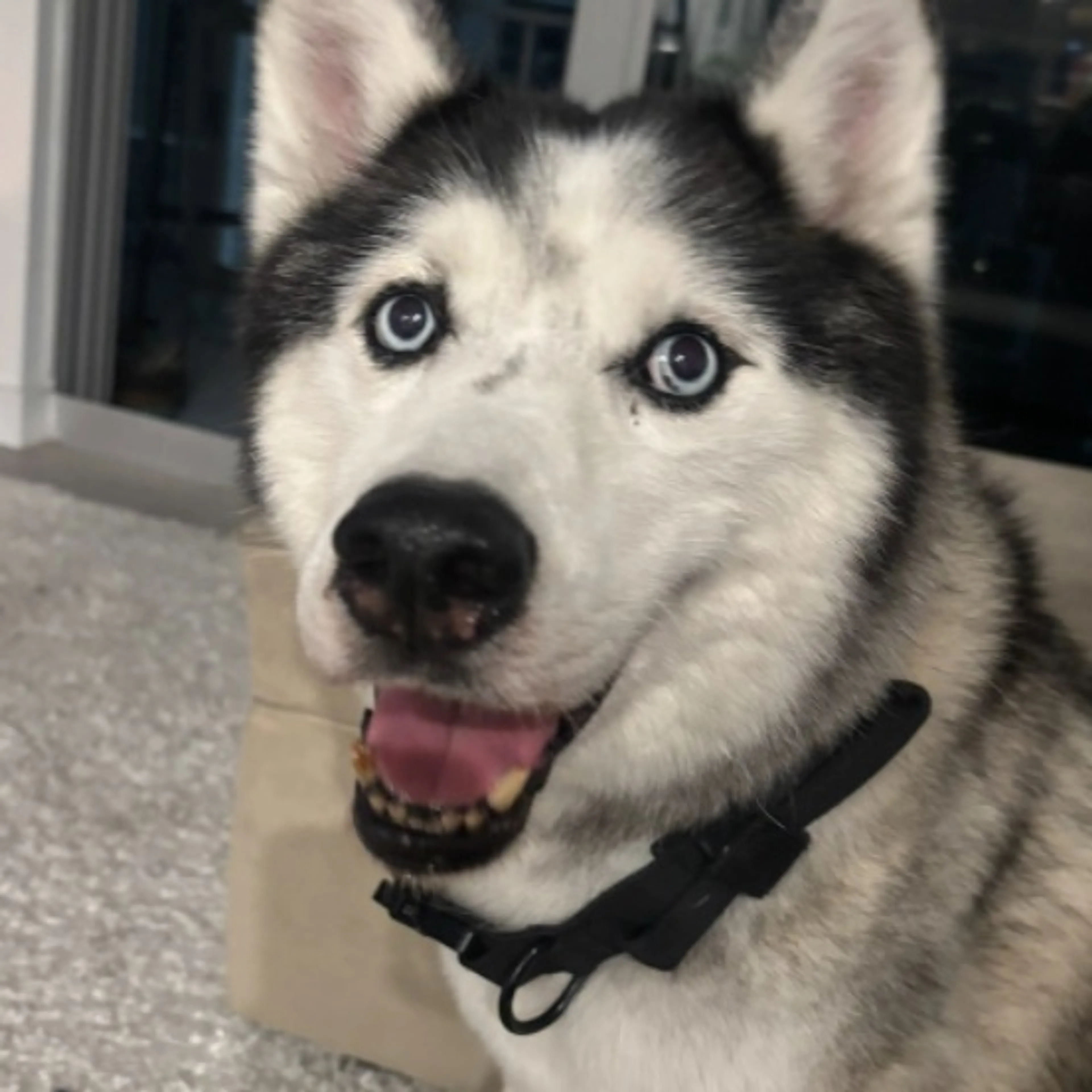 Found pet