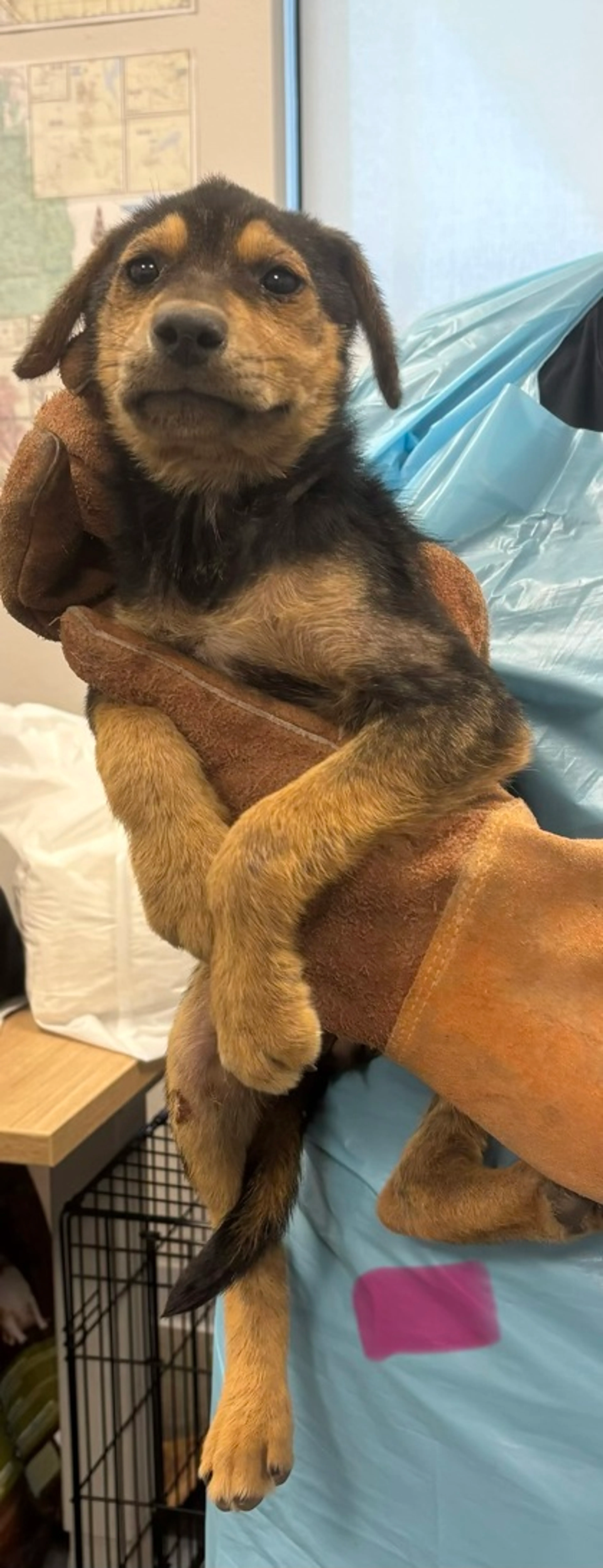 Found pet