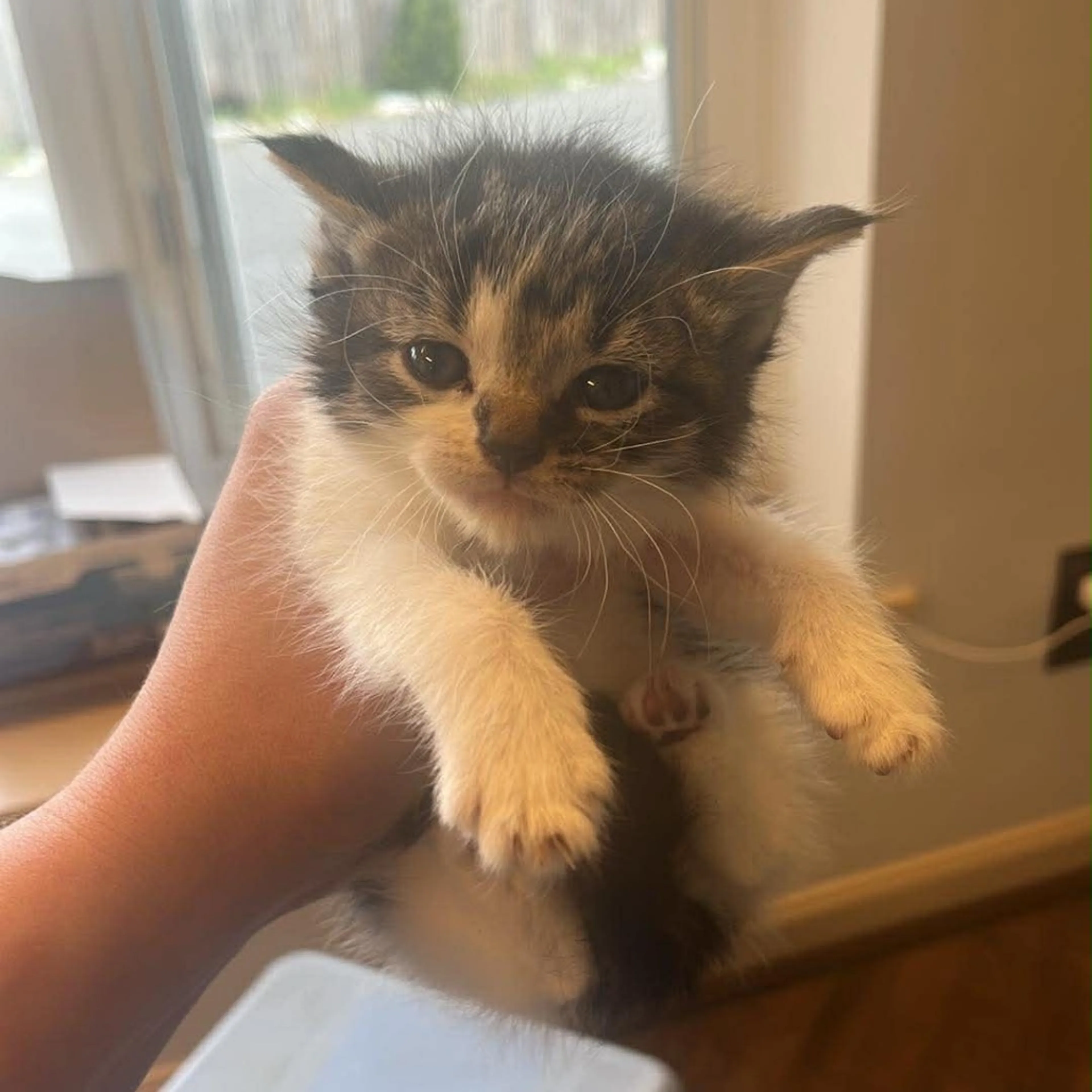 Found pet