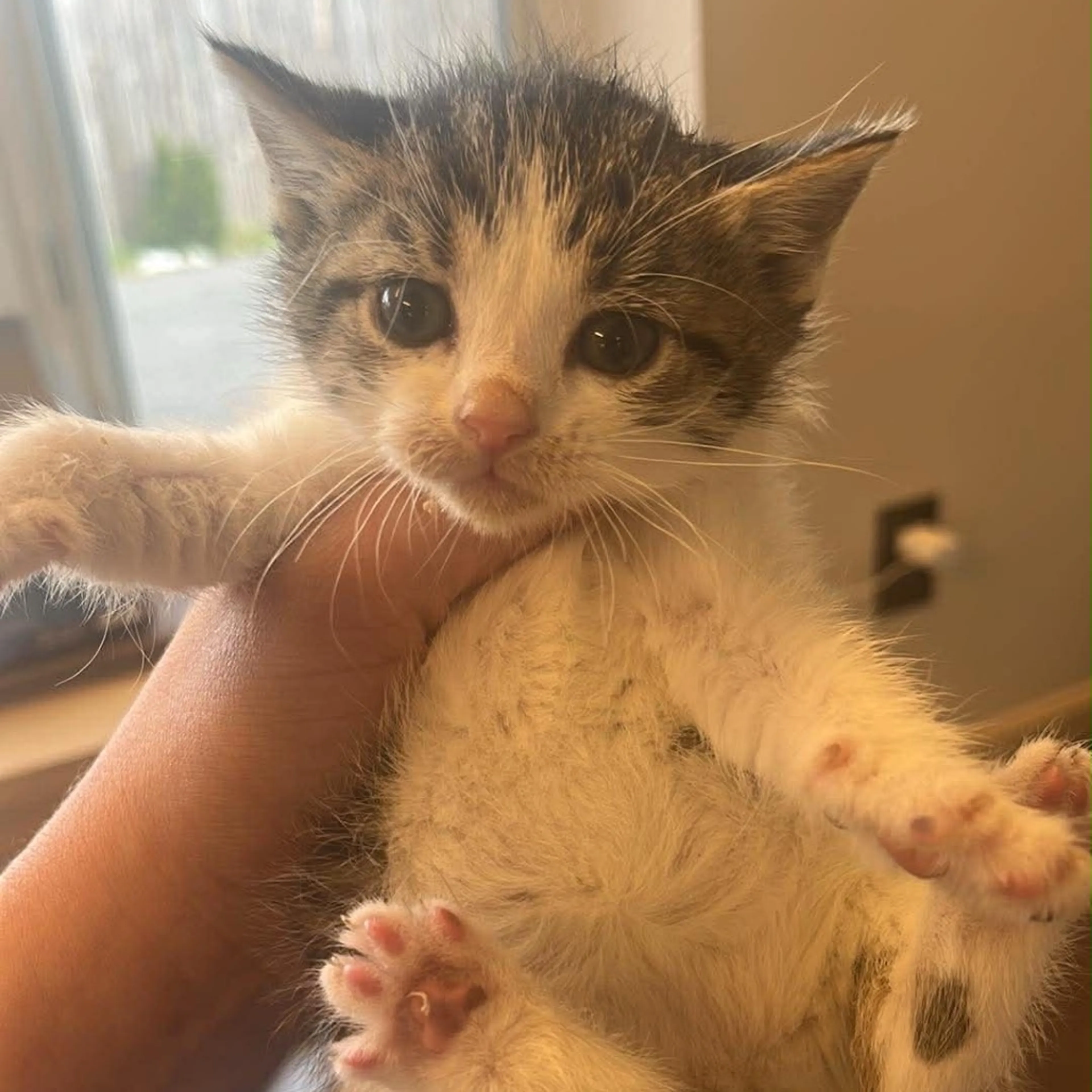 Found pet