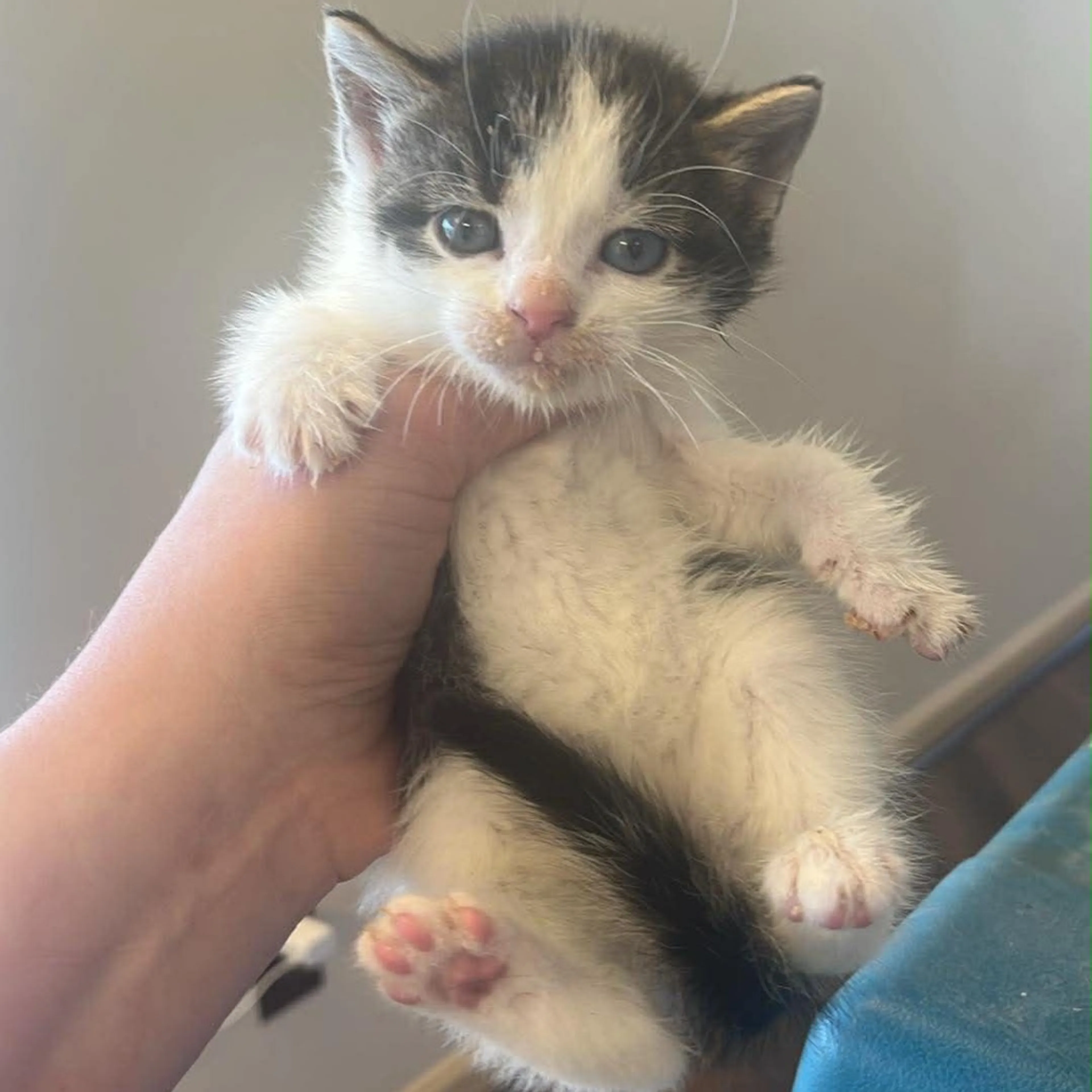 Found pet