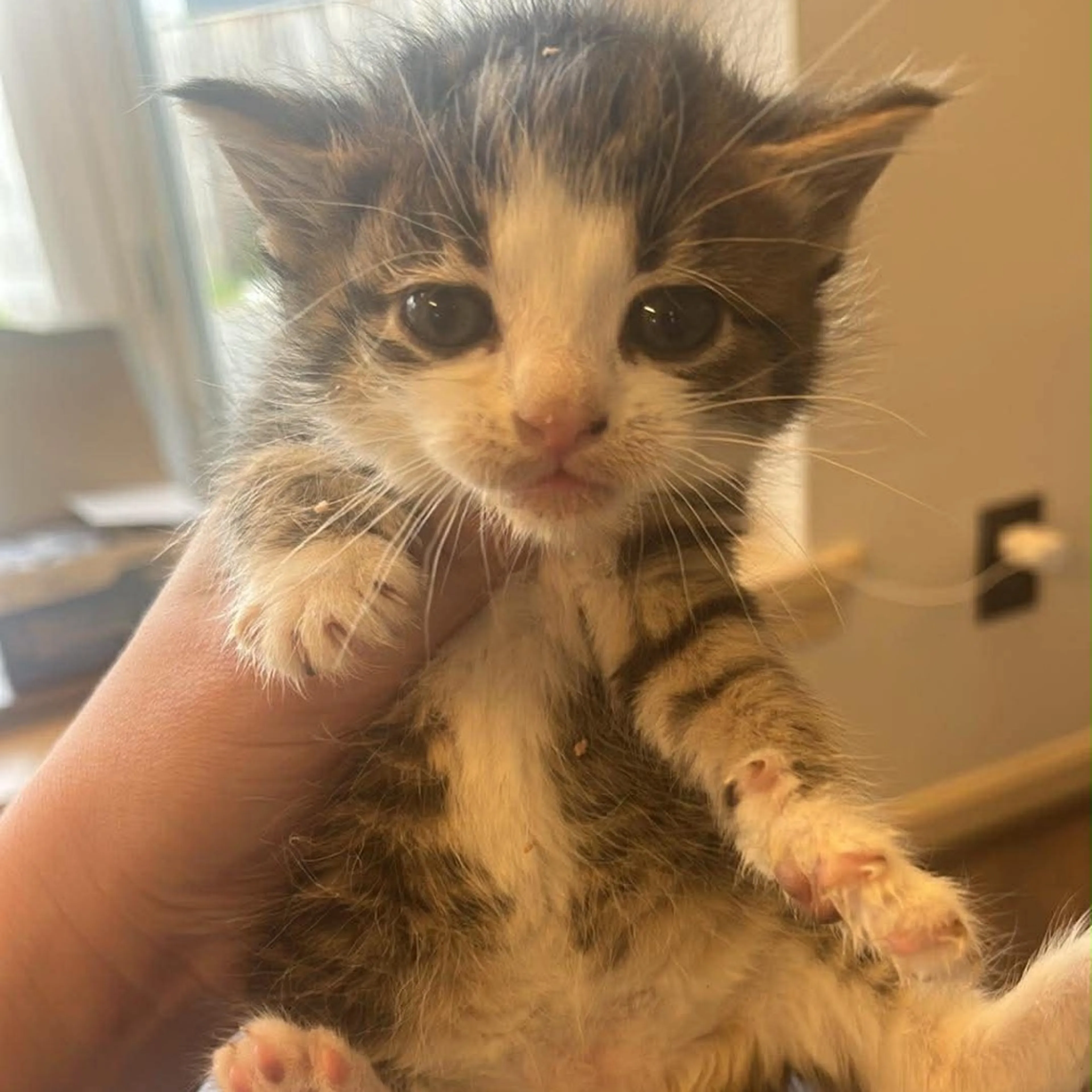 Found pet