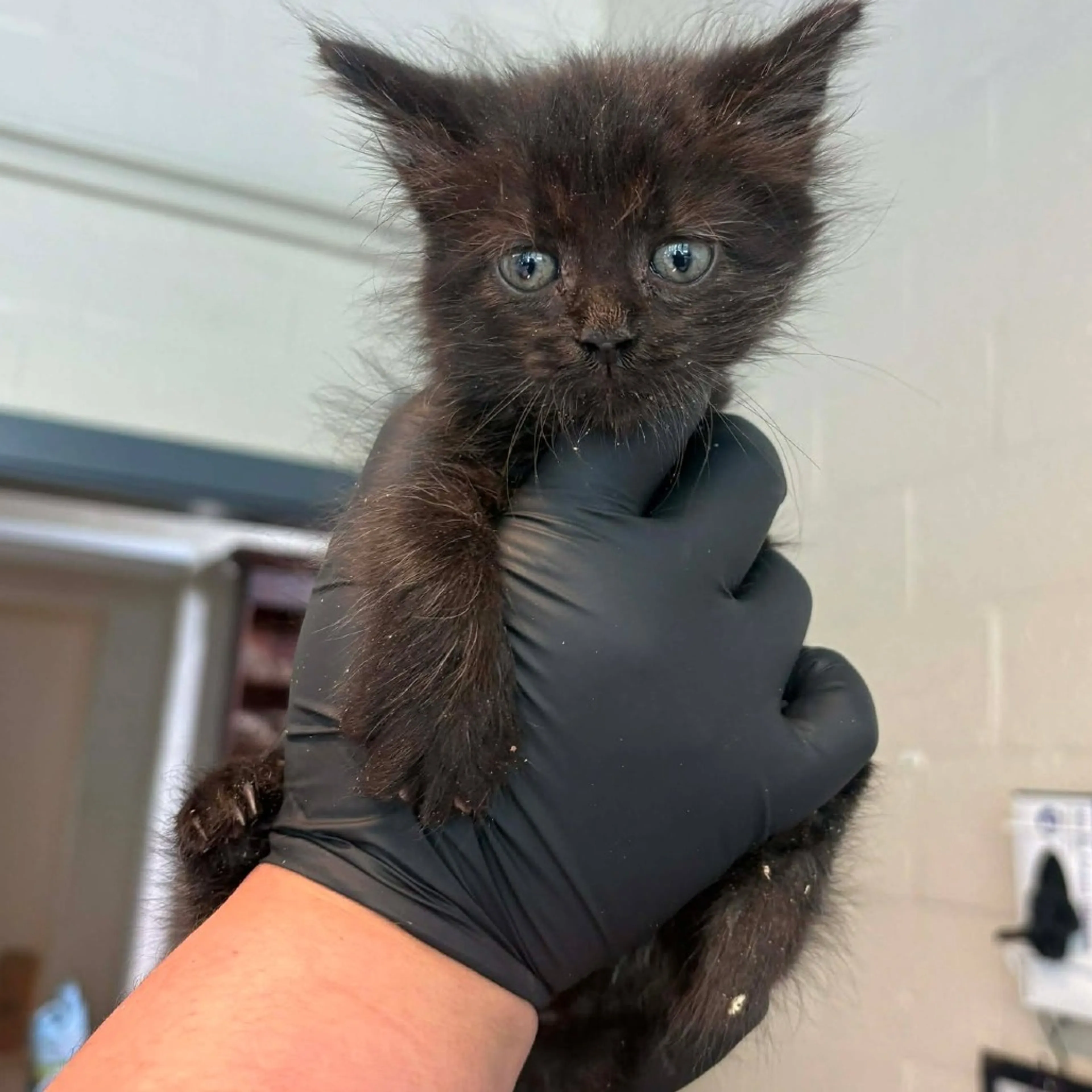 Found pet