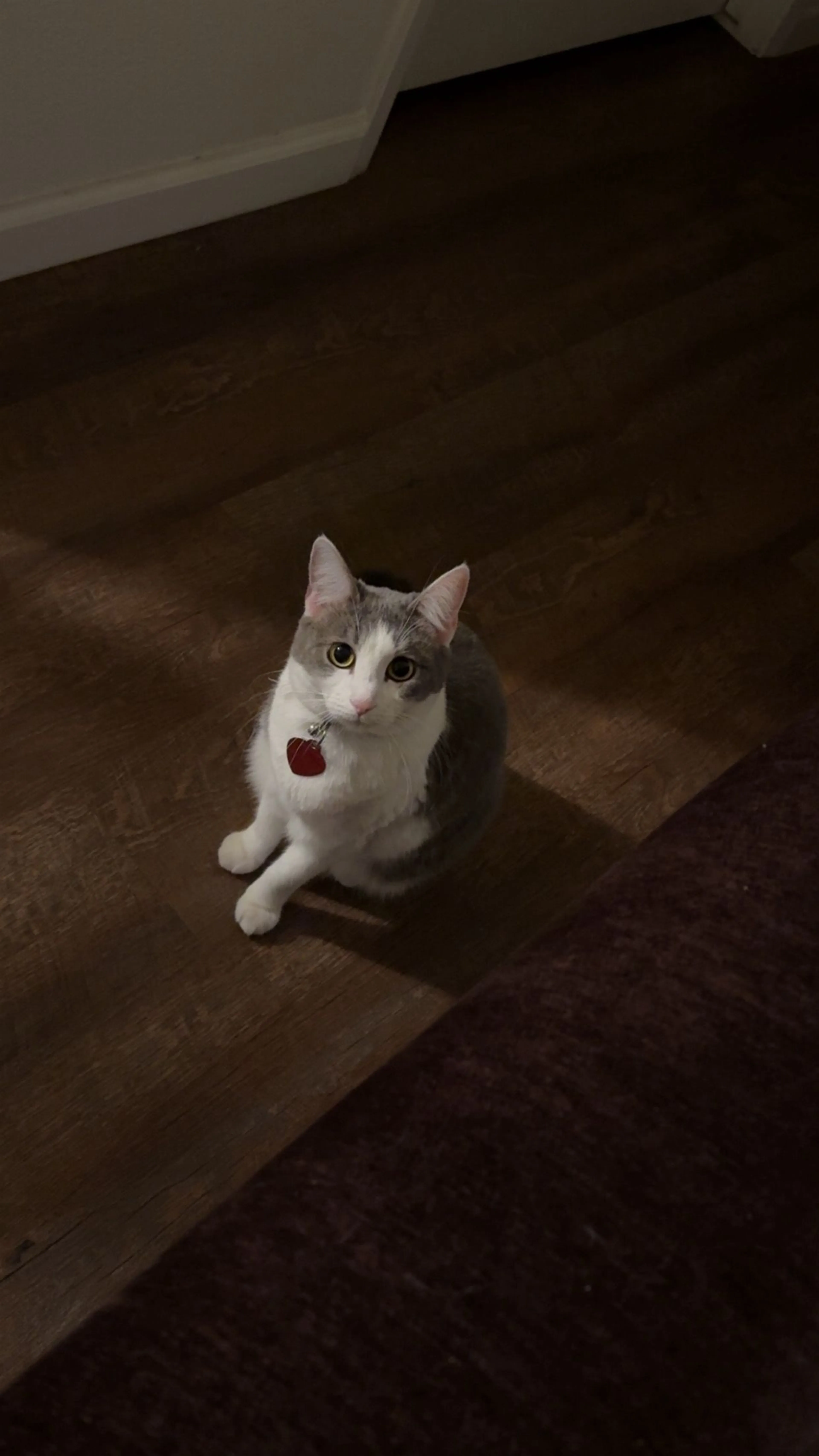 Lost pet
