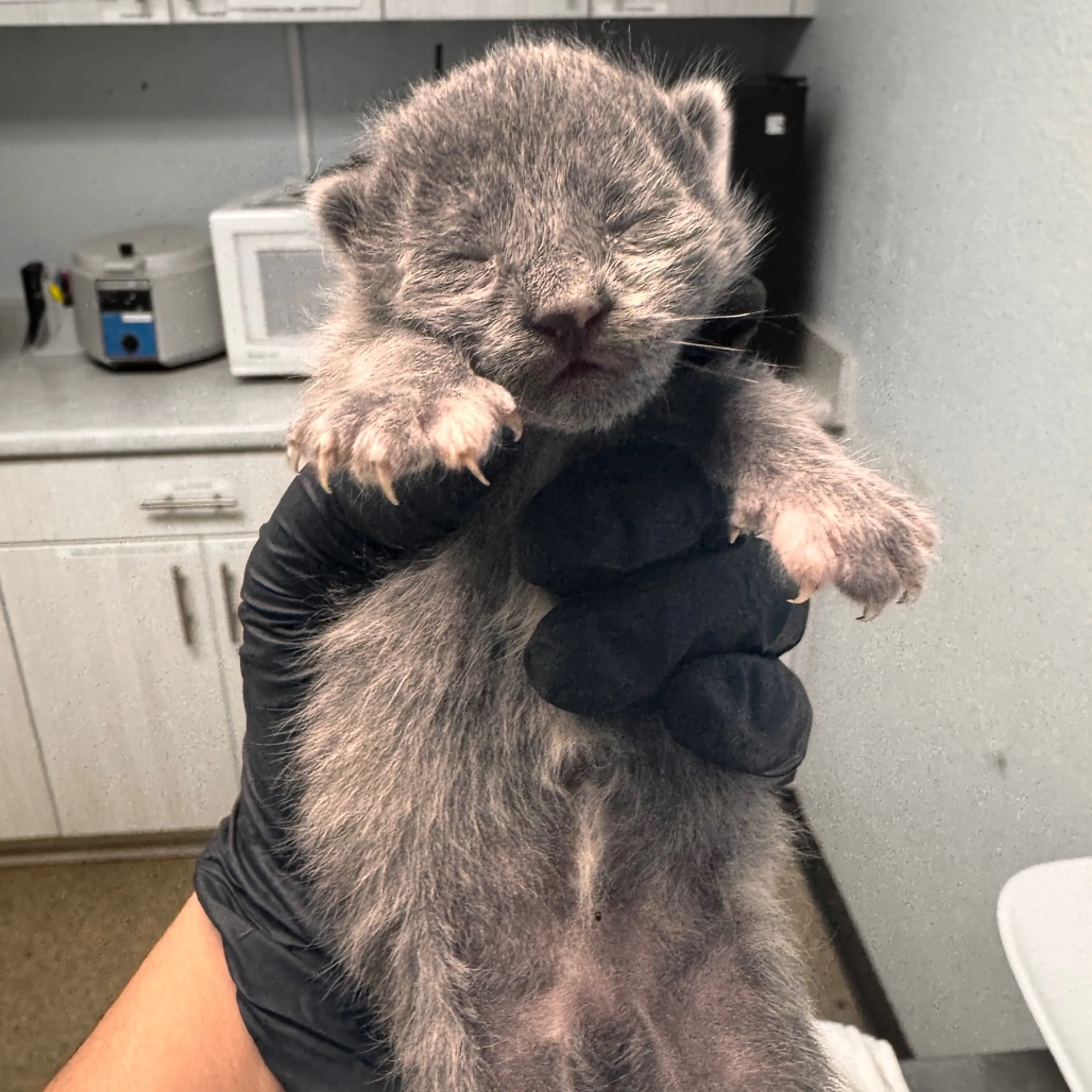 Found pet-1