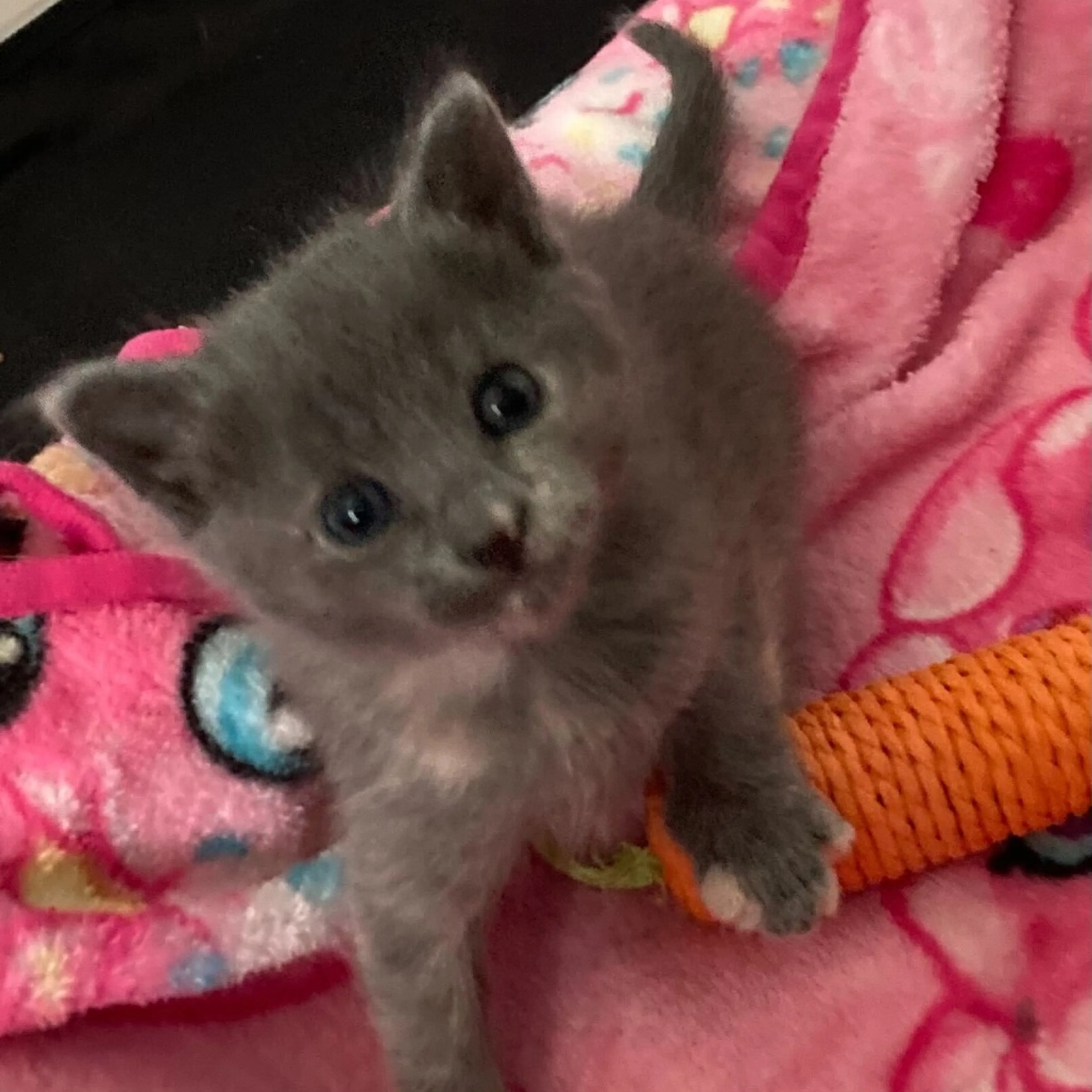 Found pet-2
