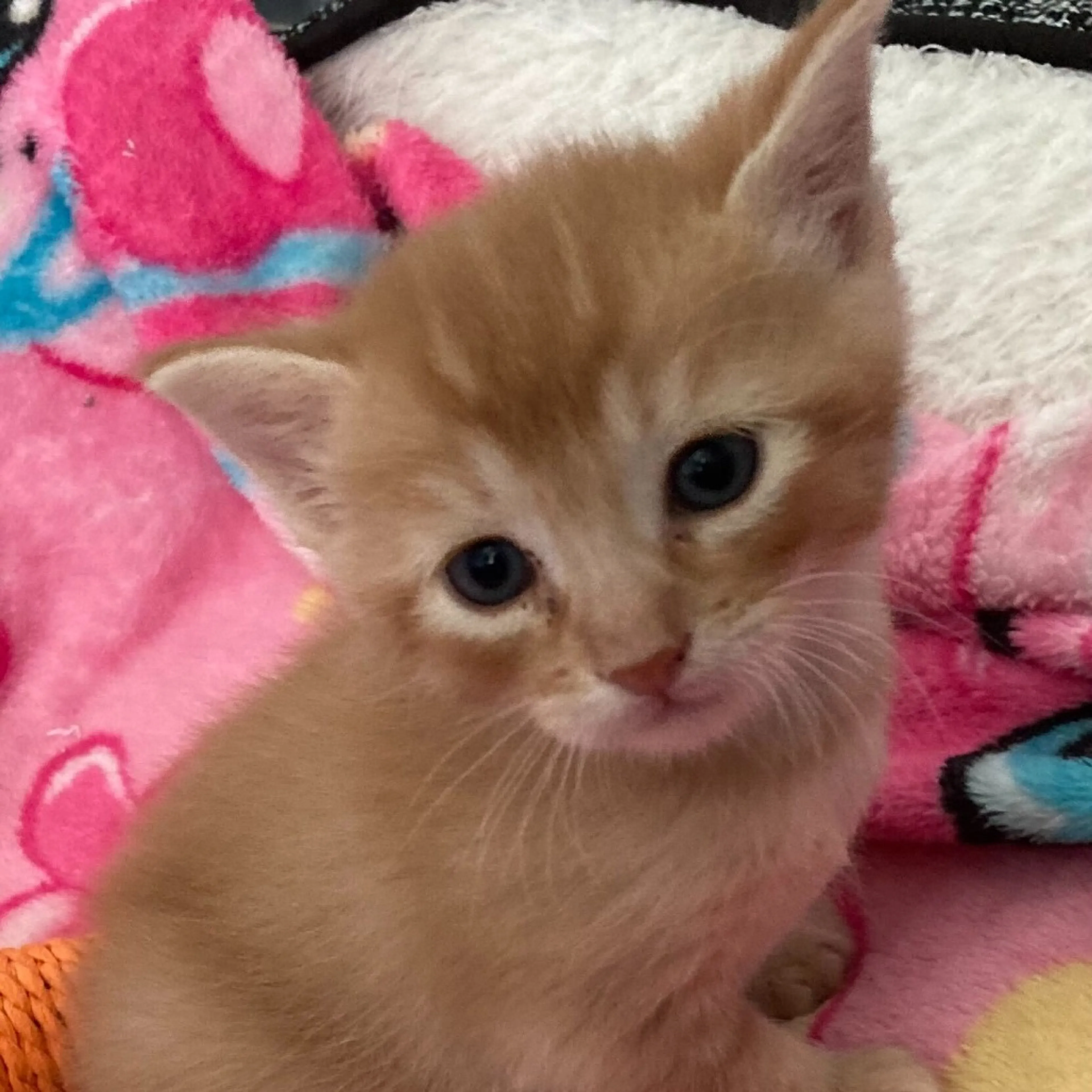 Found pet-2