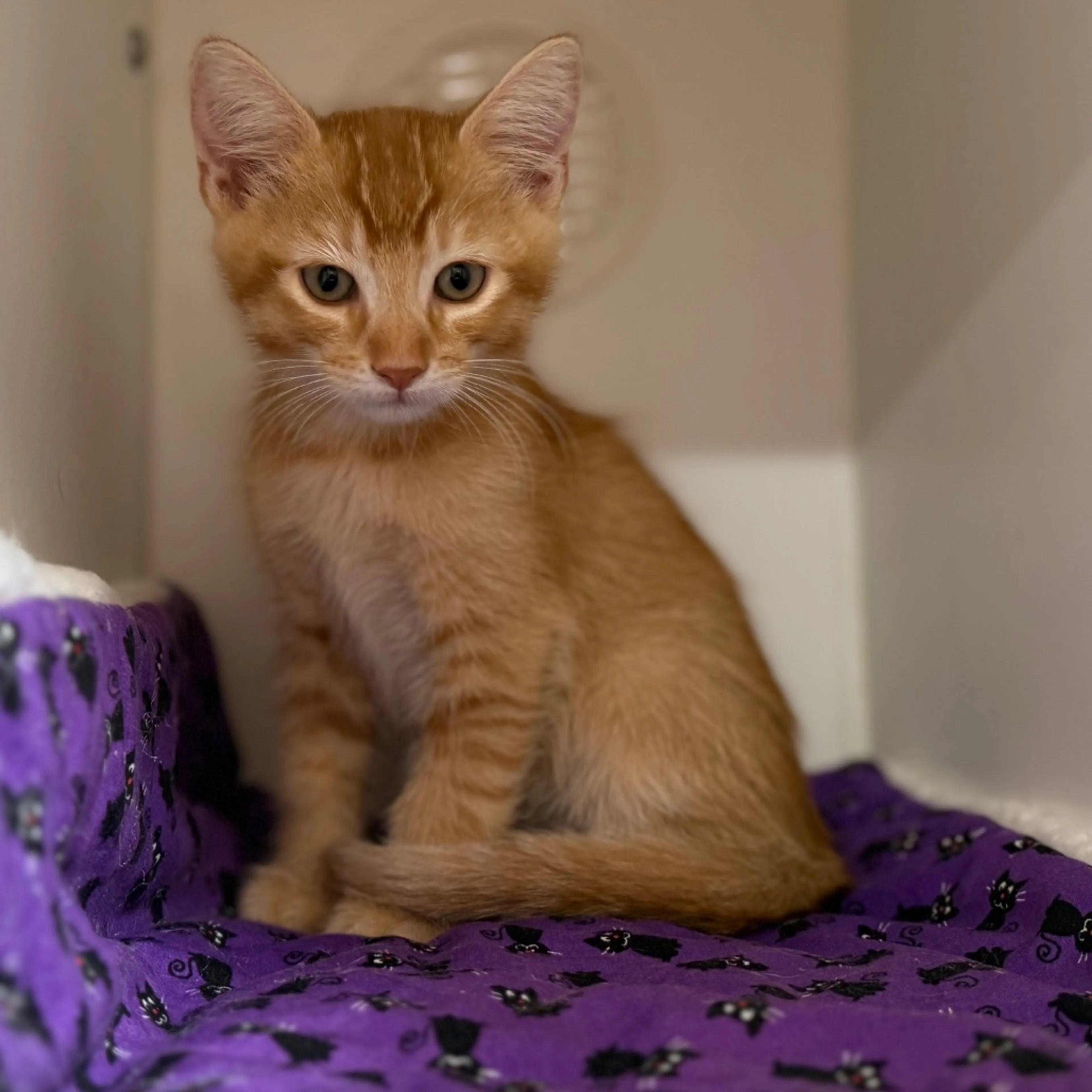 Found pet-6