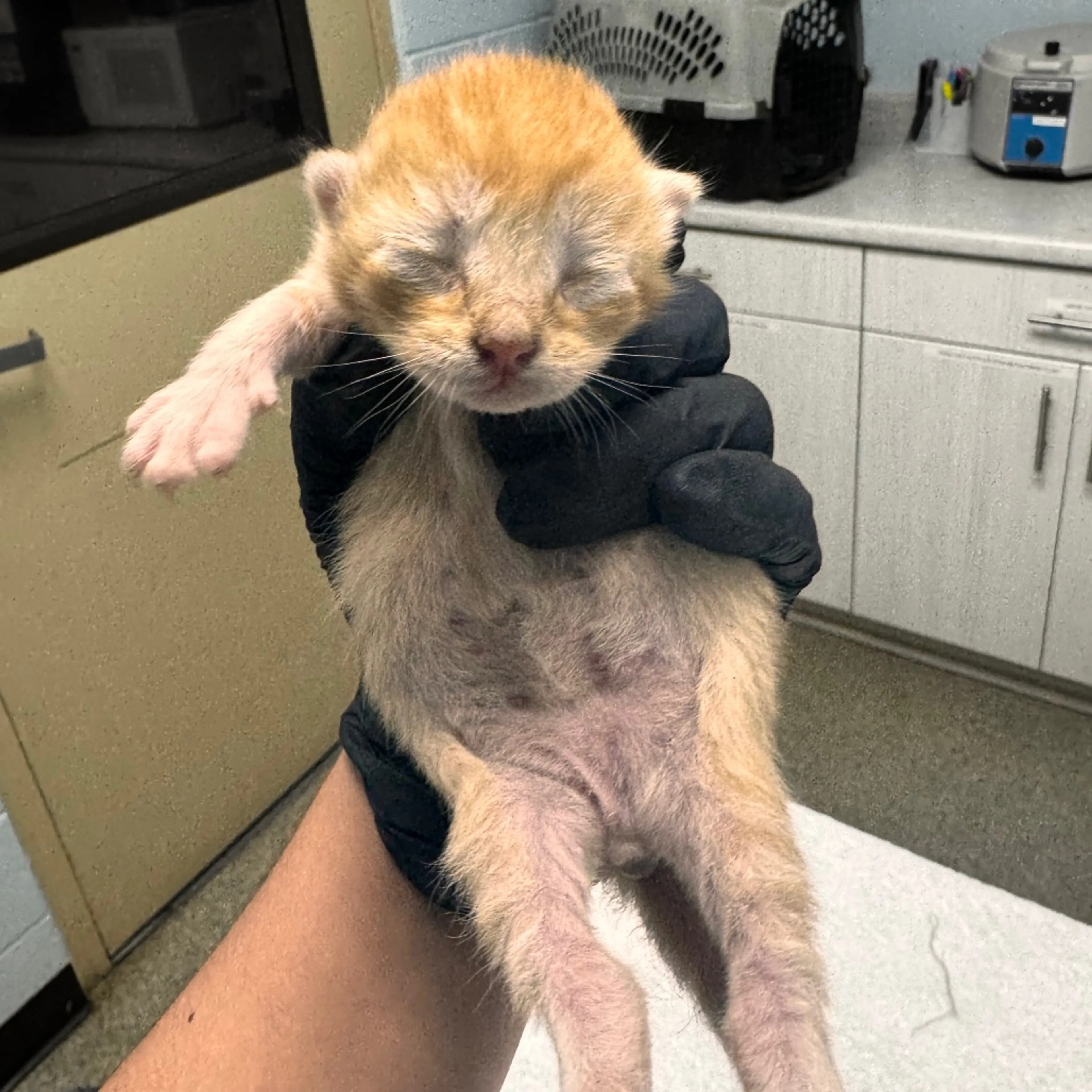 Found pet-1