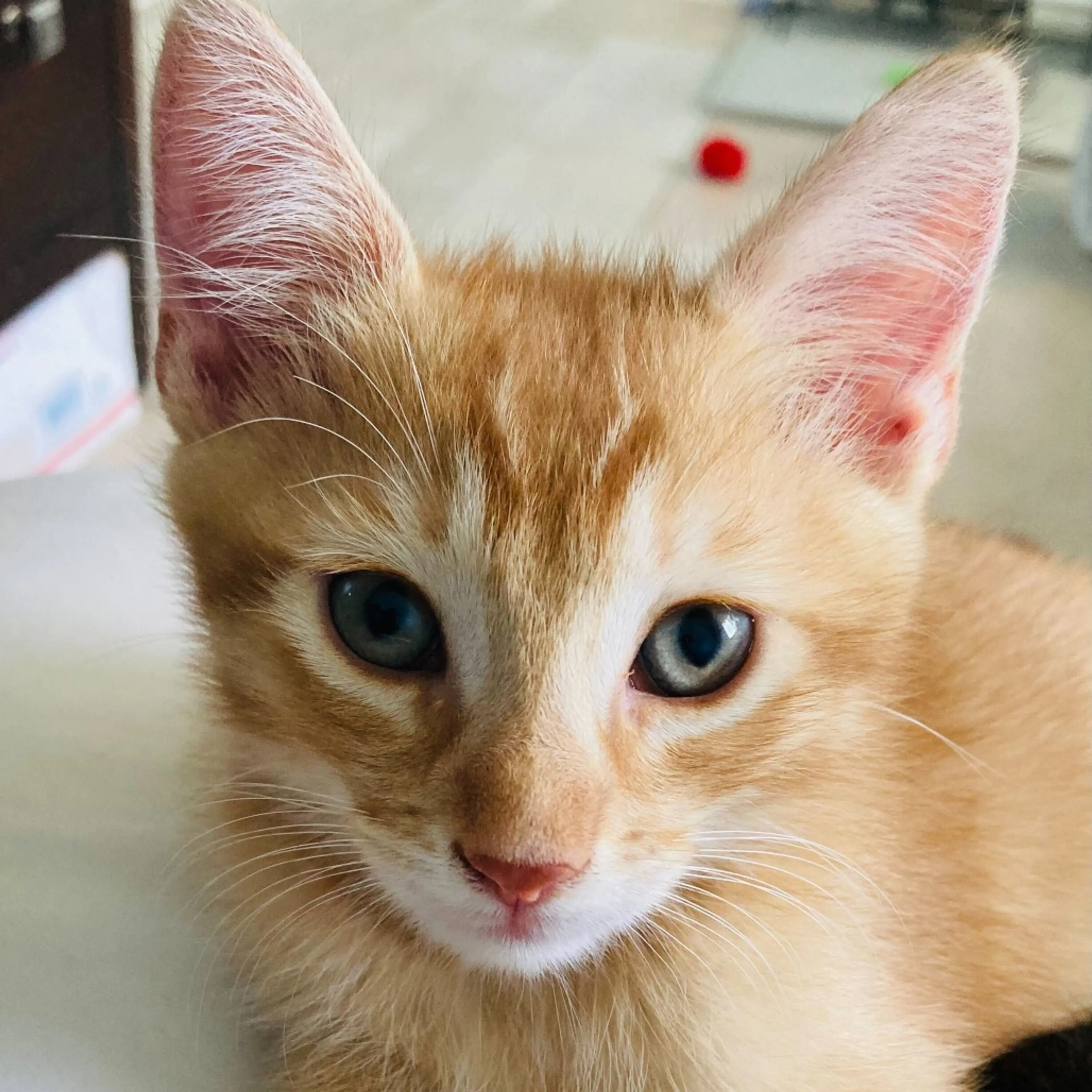 Found pet-3