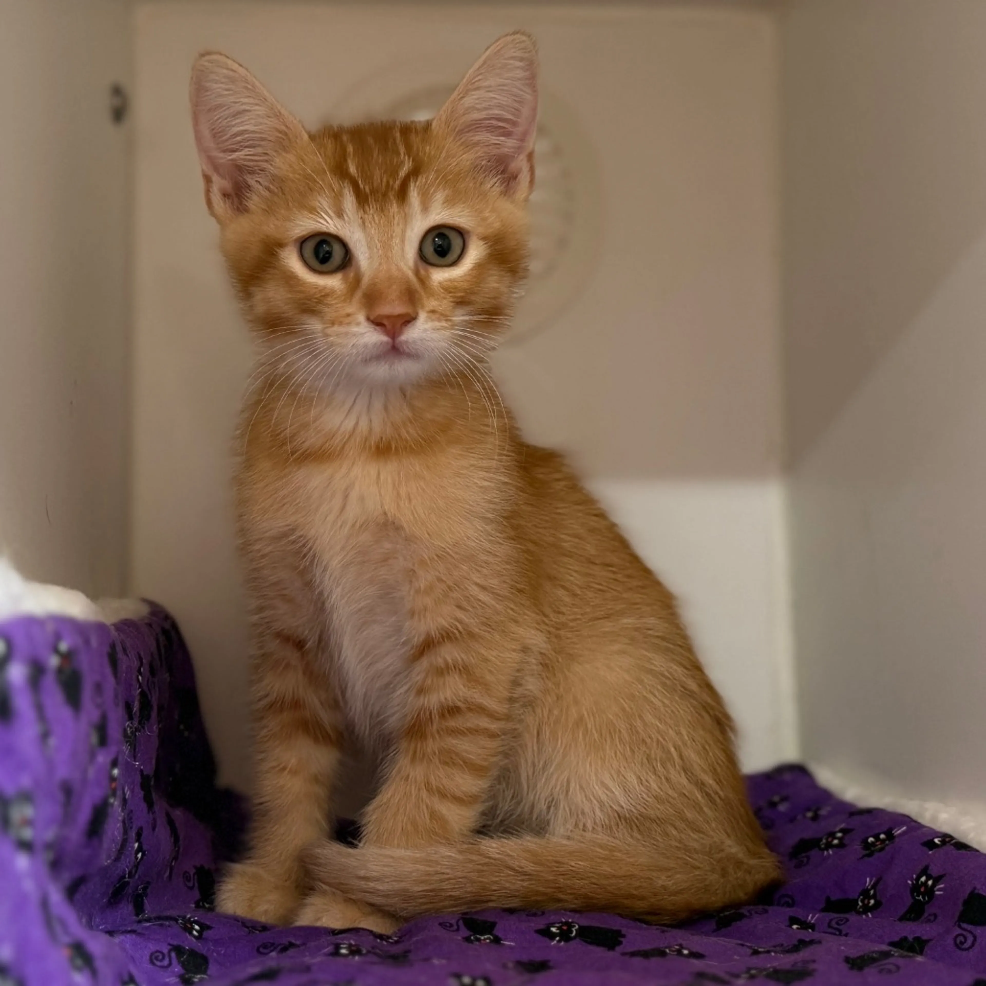 Found pet-8