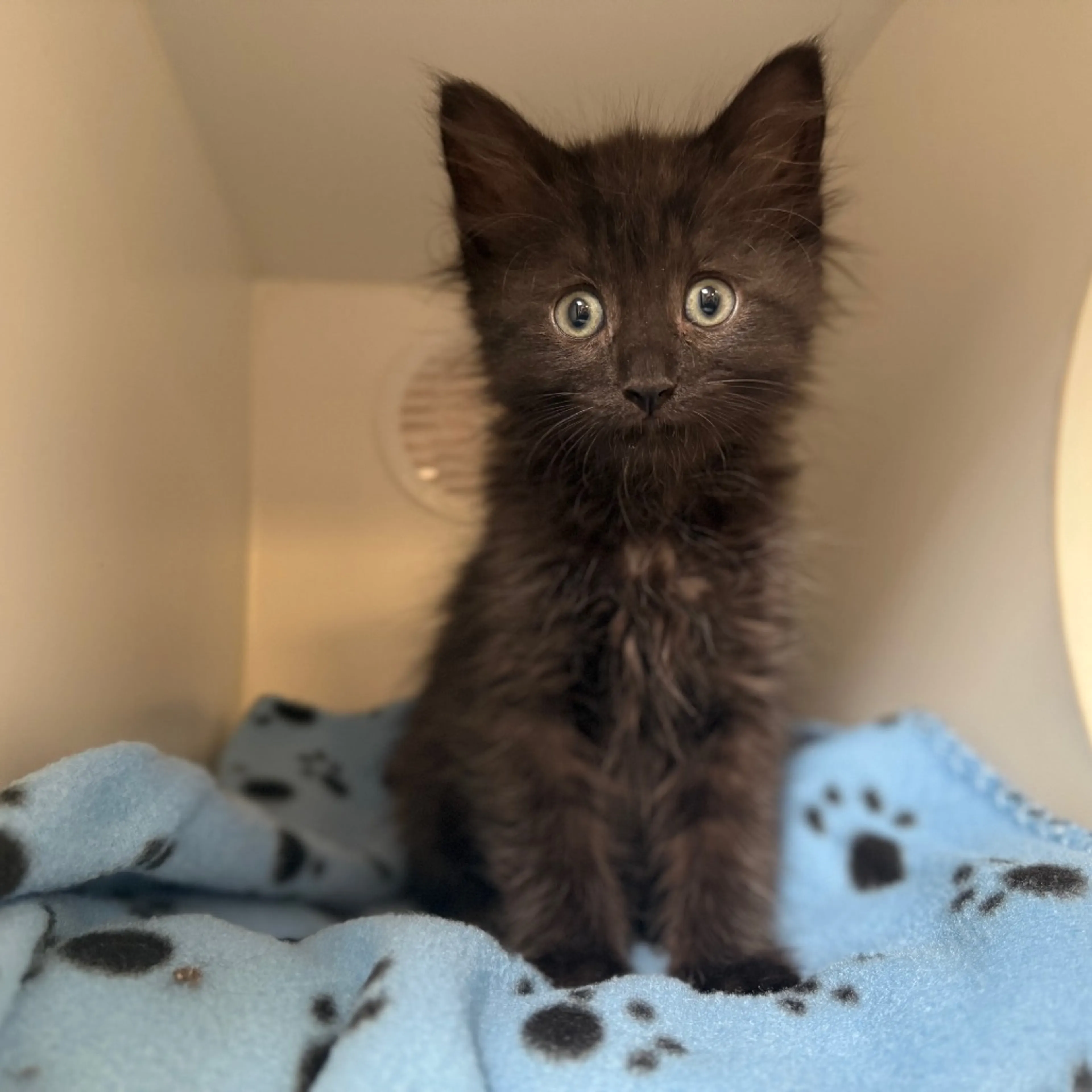 Found pet-7