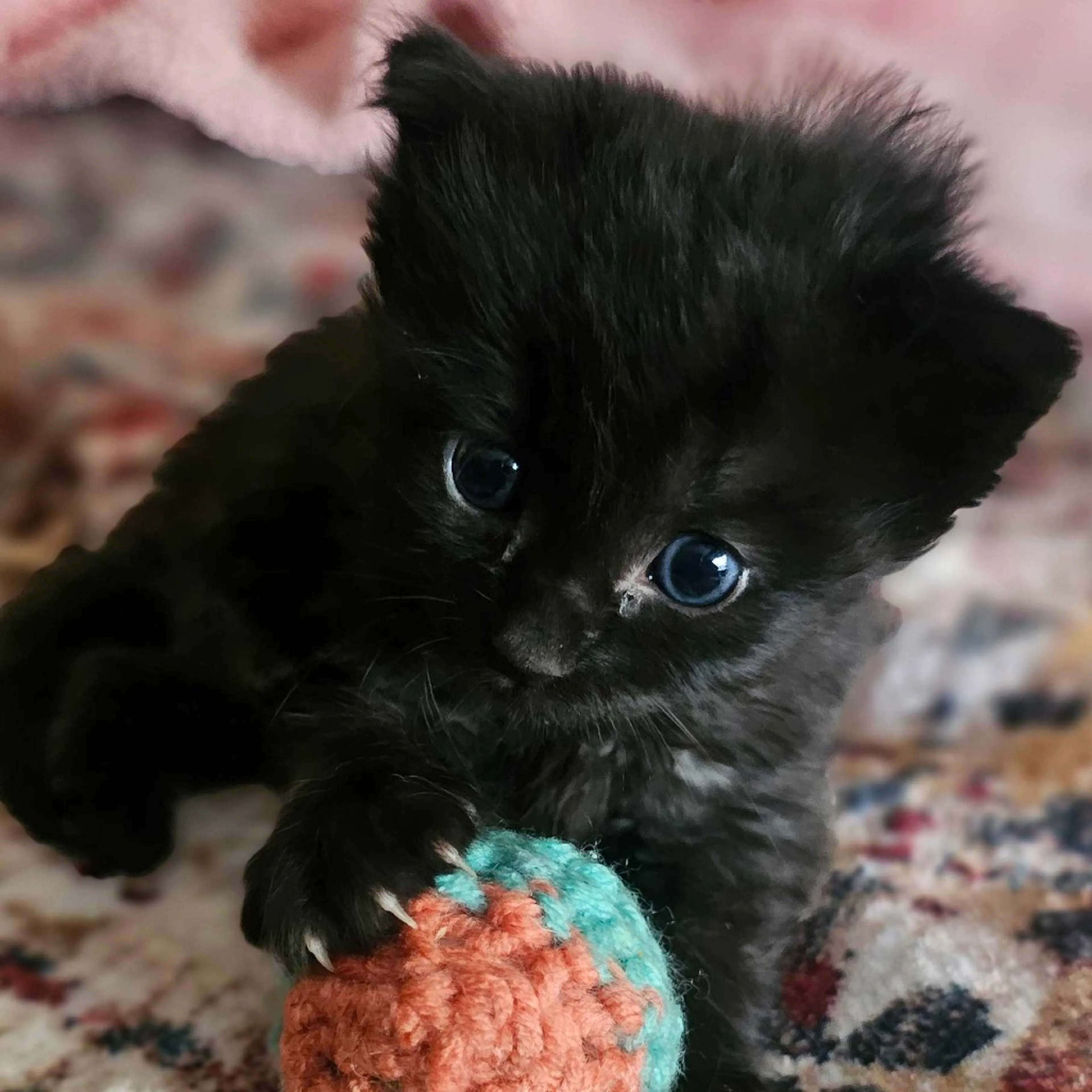 Found pet-1