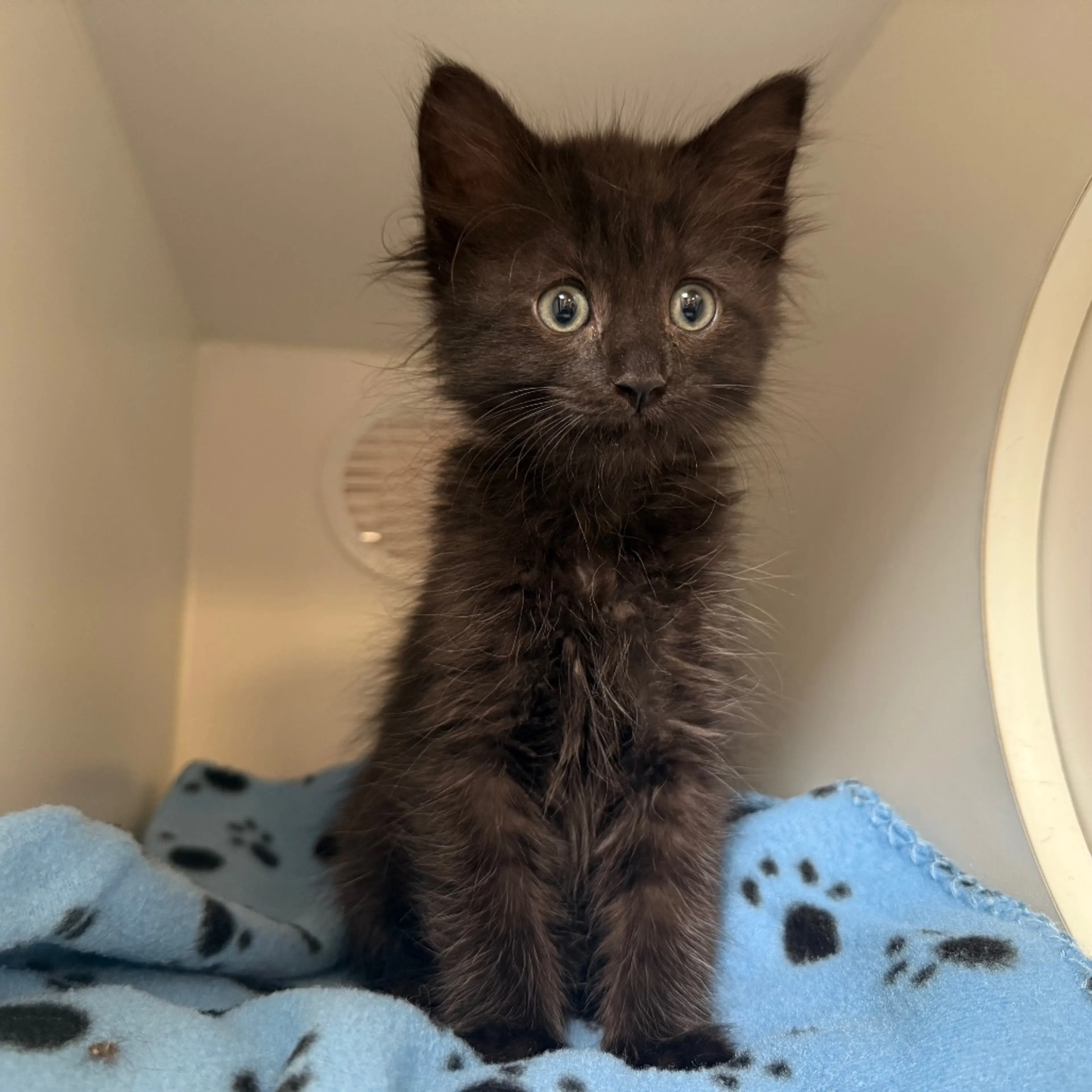 Found pet-5