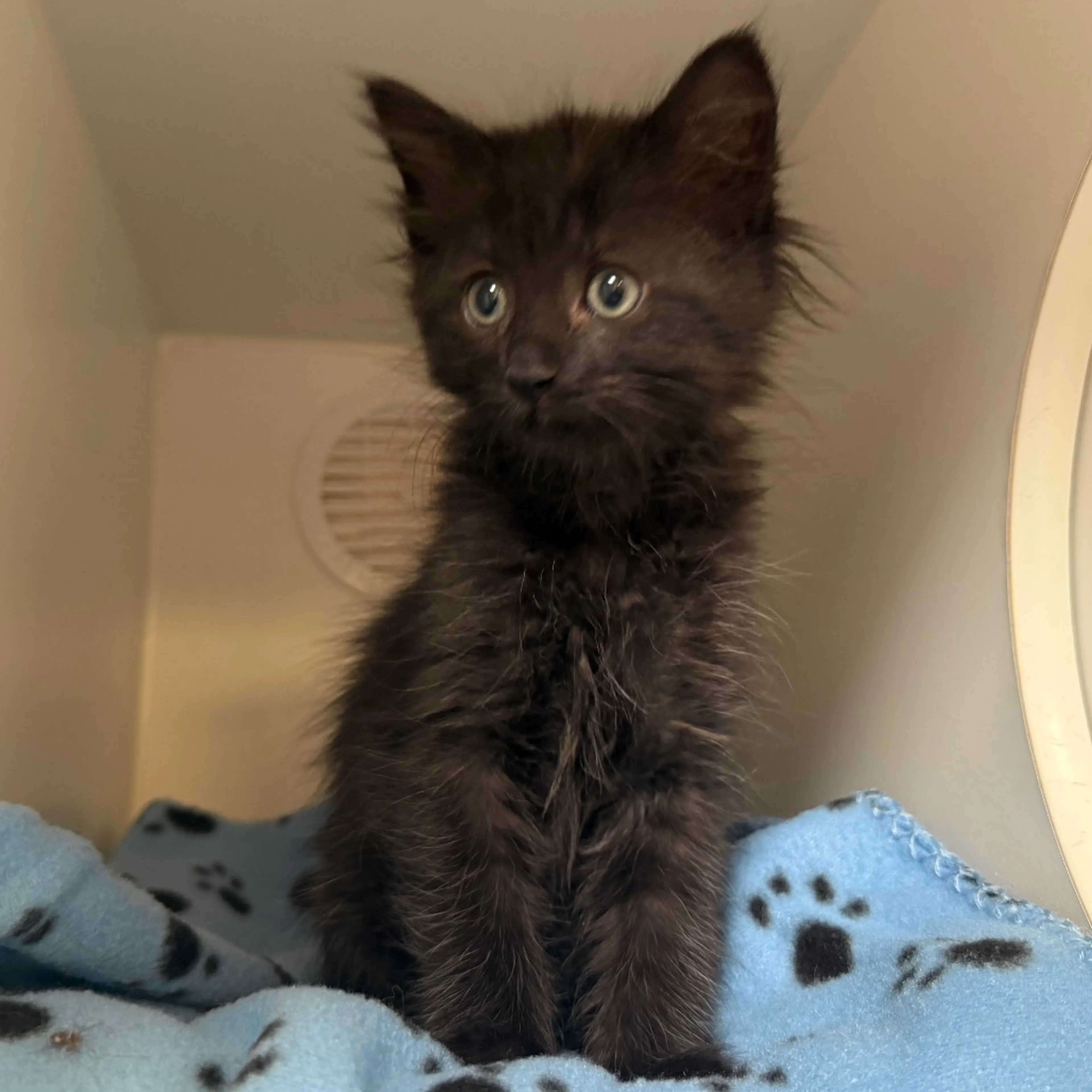 Found pet-4