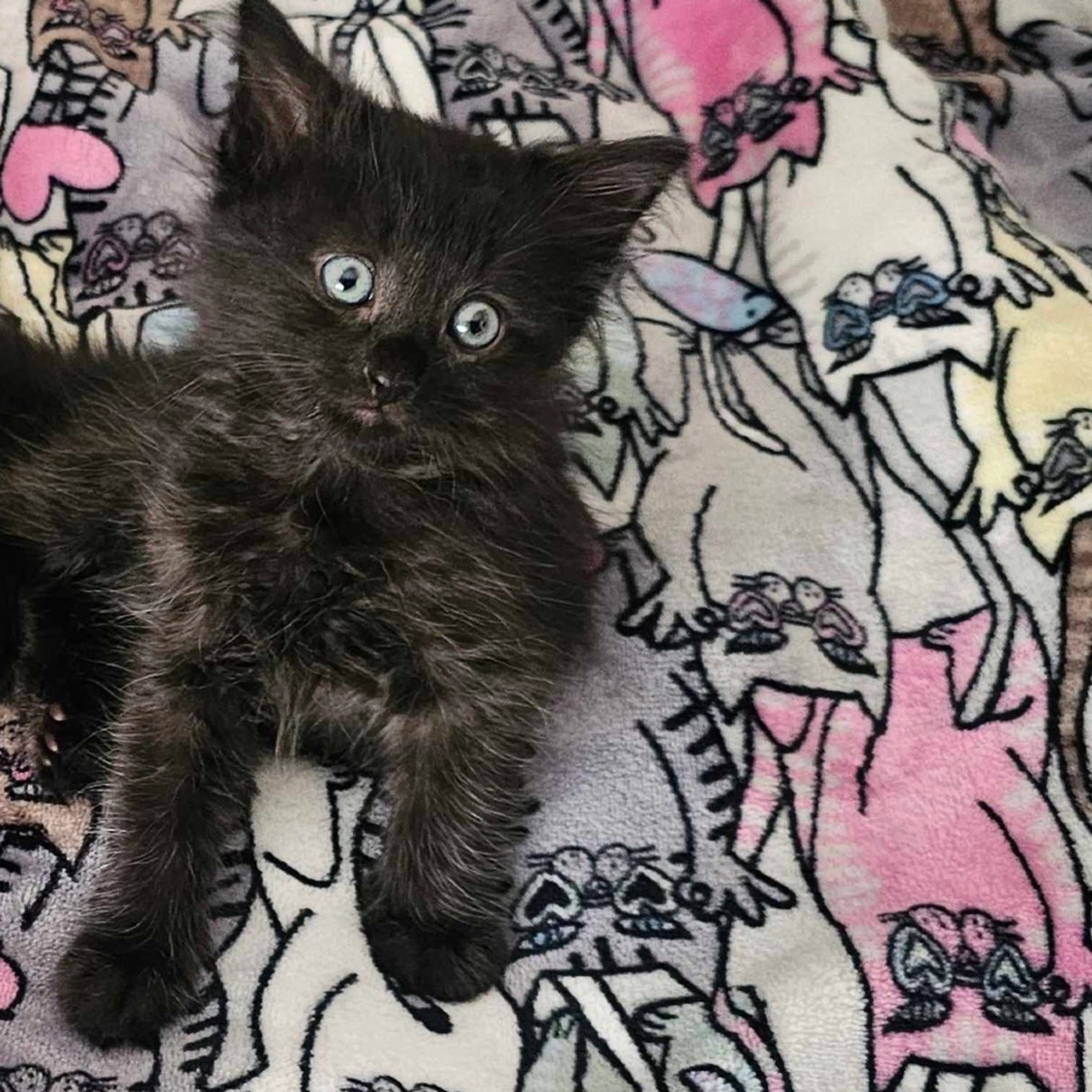Found pet-2