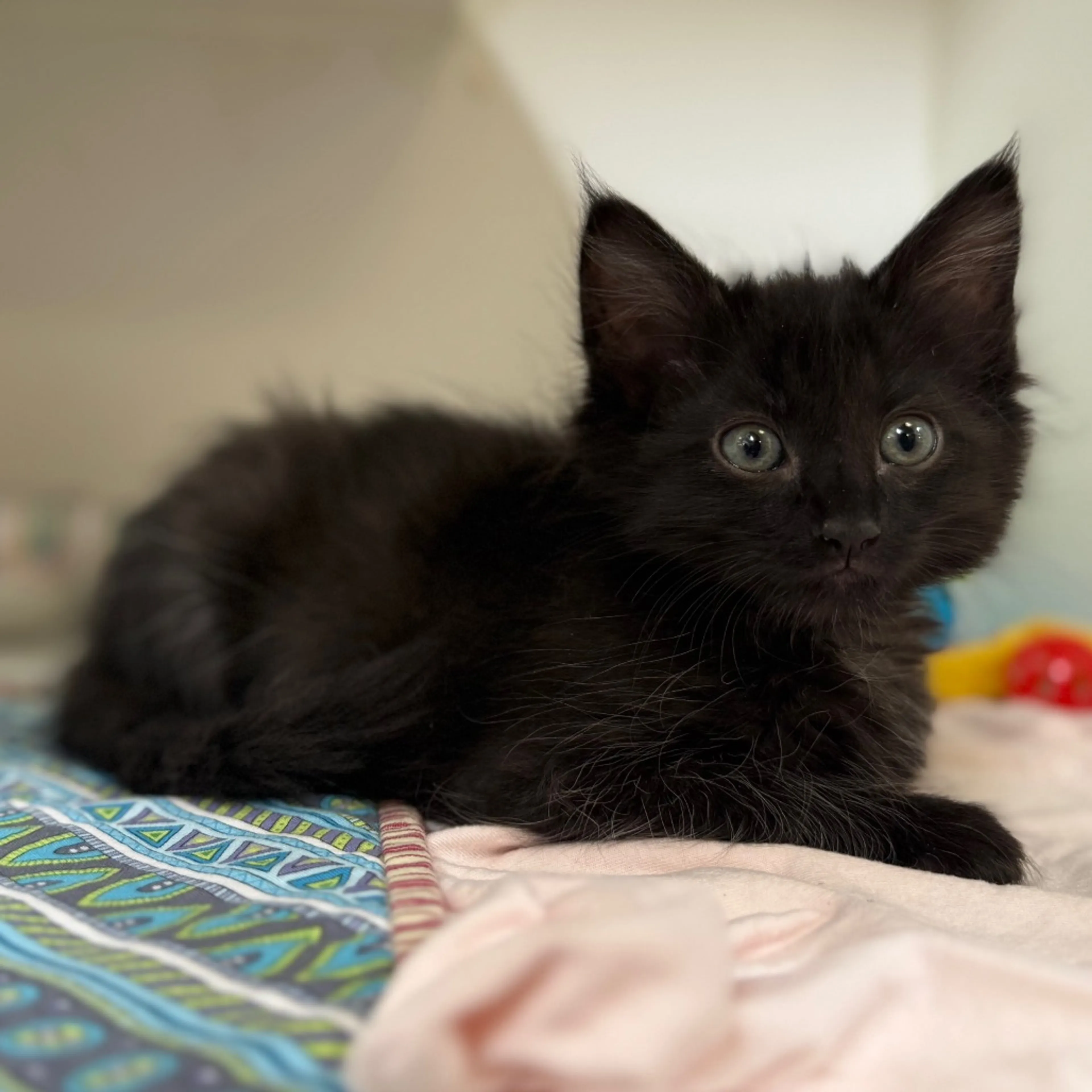 Found pet-6