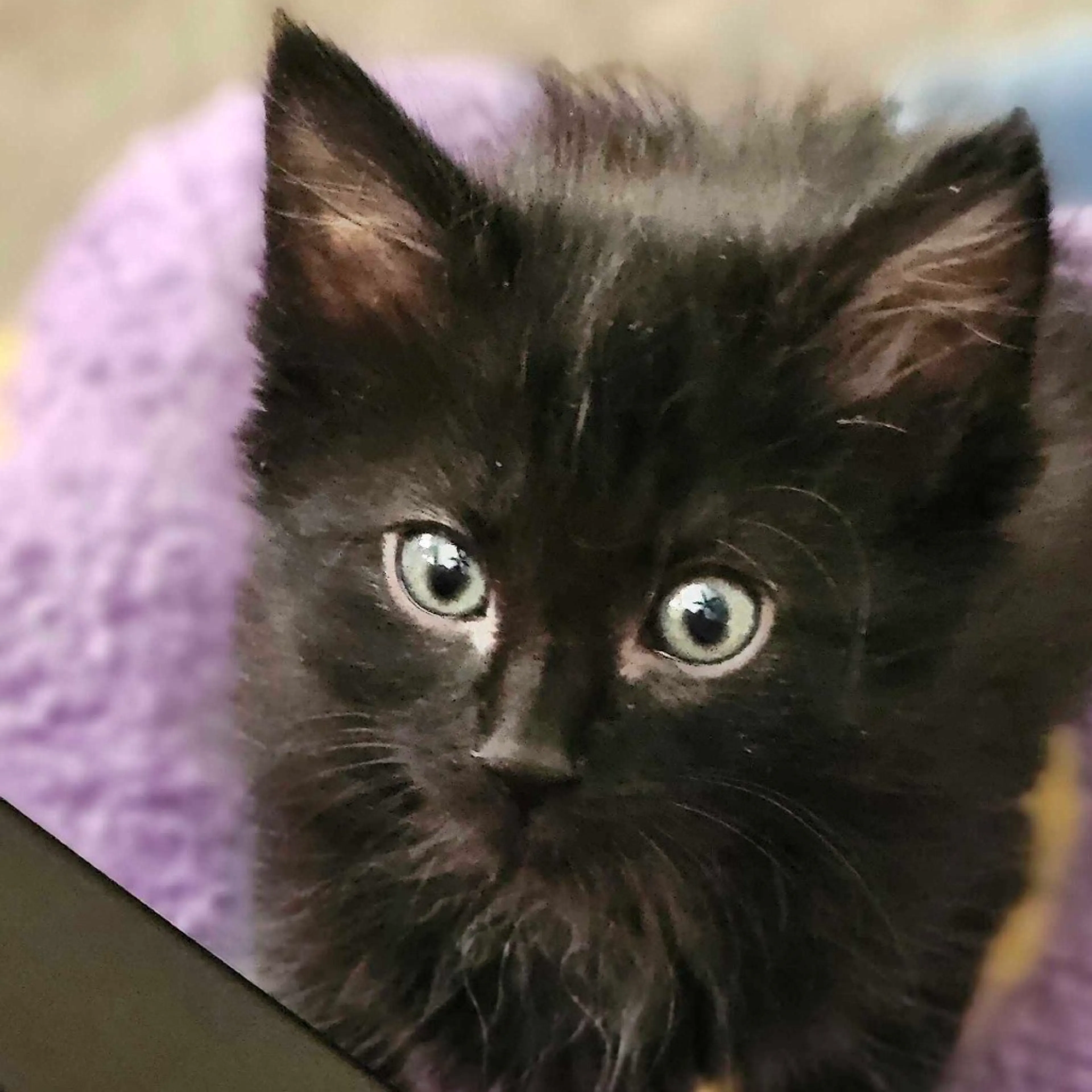 Found pet-2