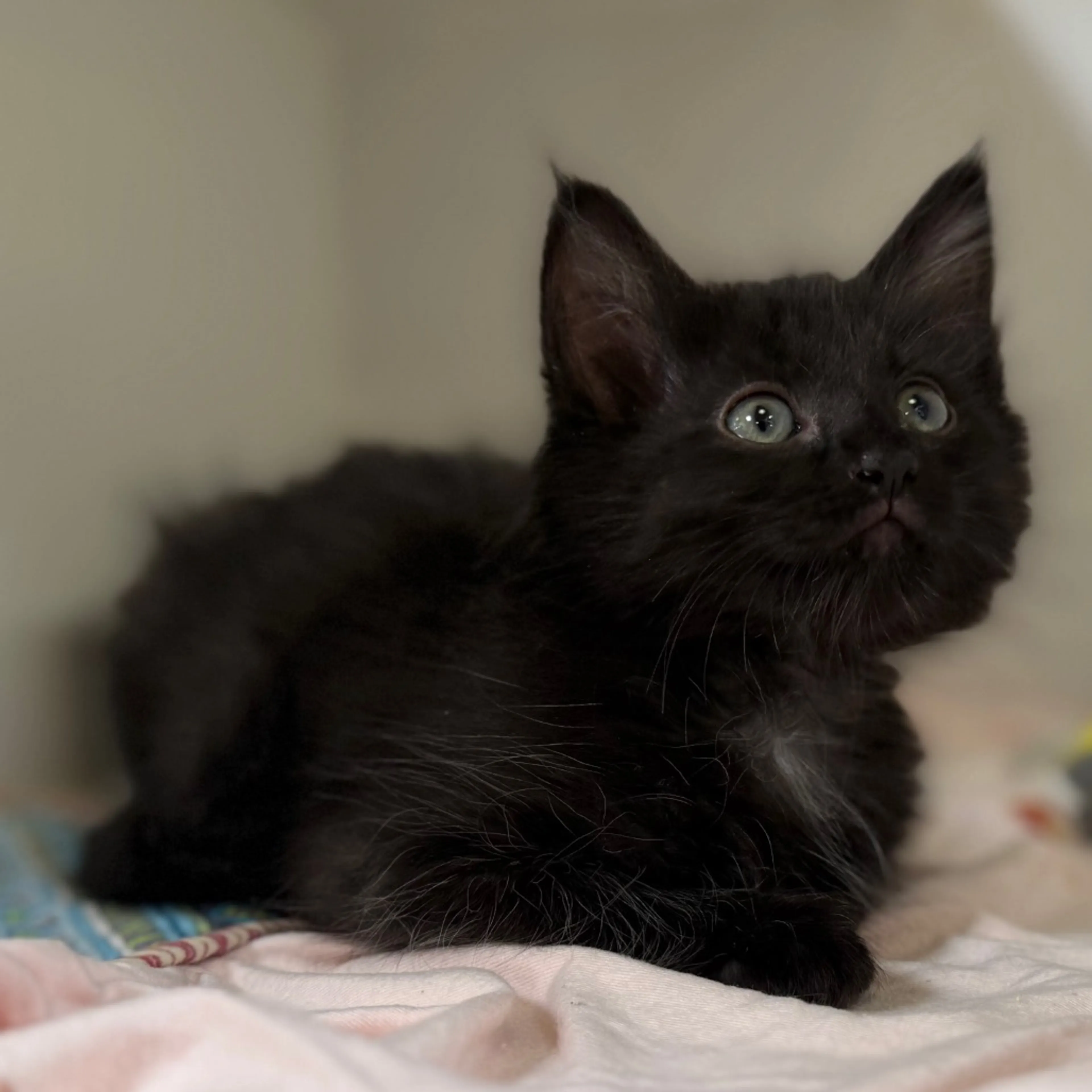 Found pet-4