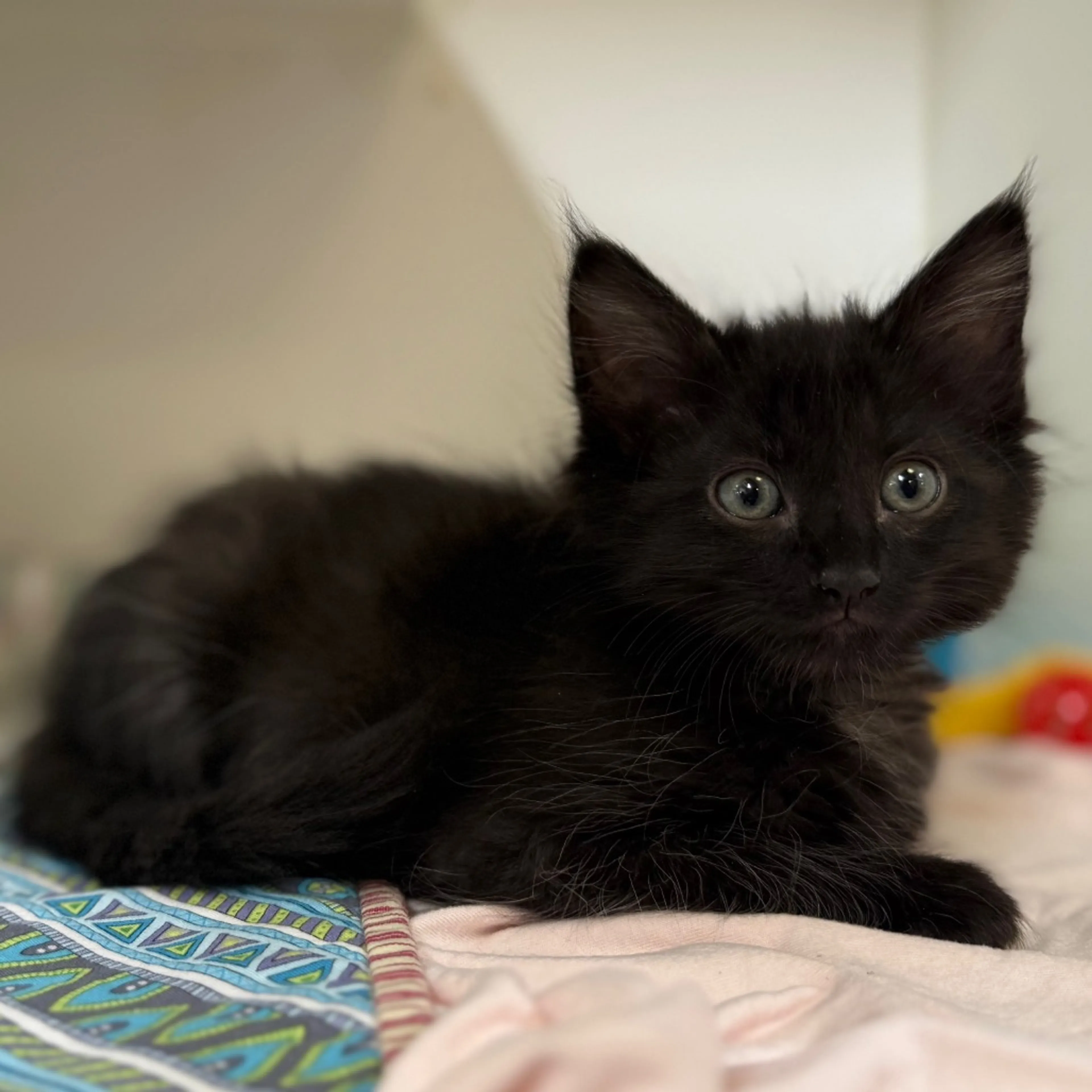 Found pet-5