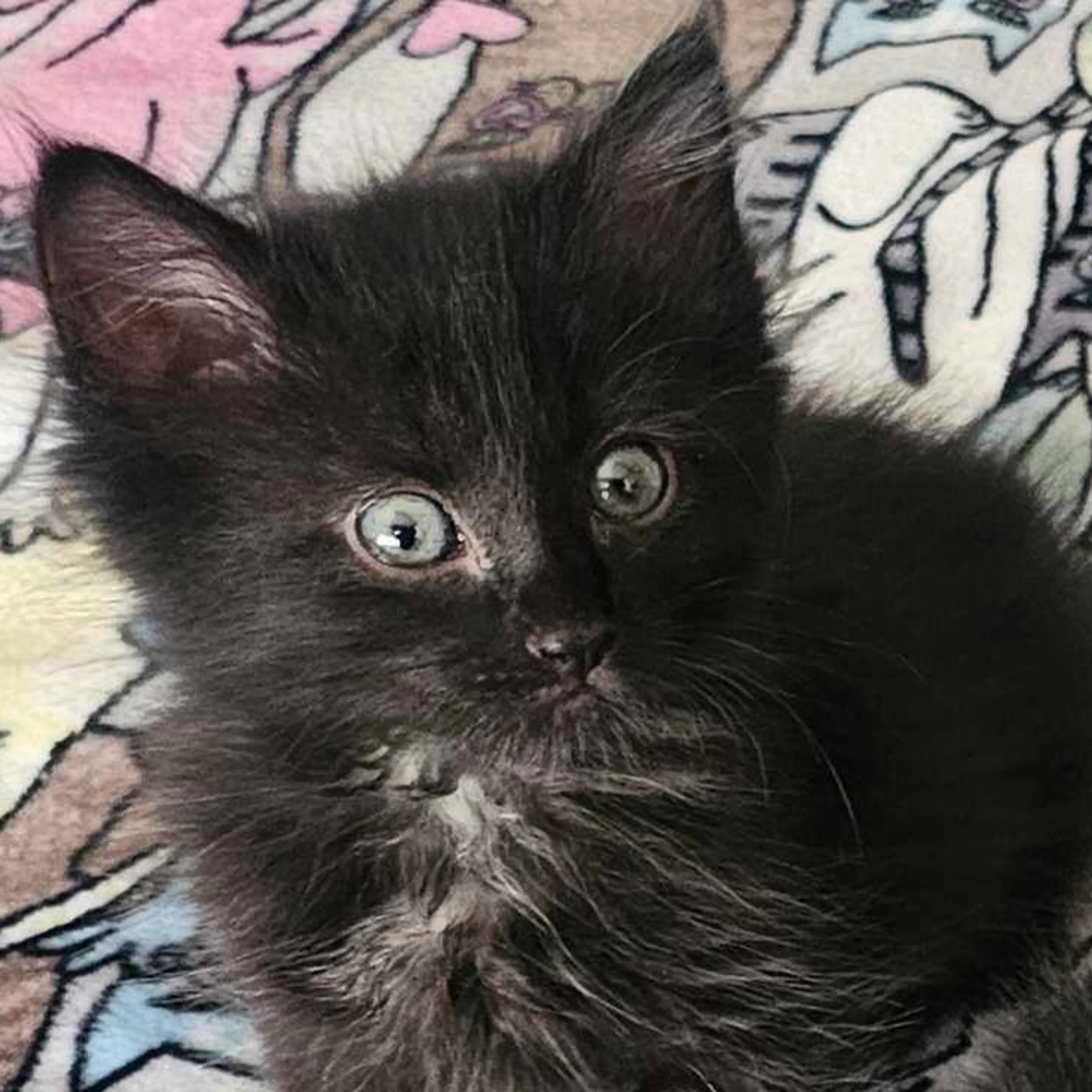 Found pet-1