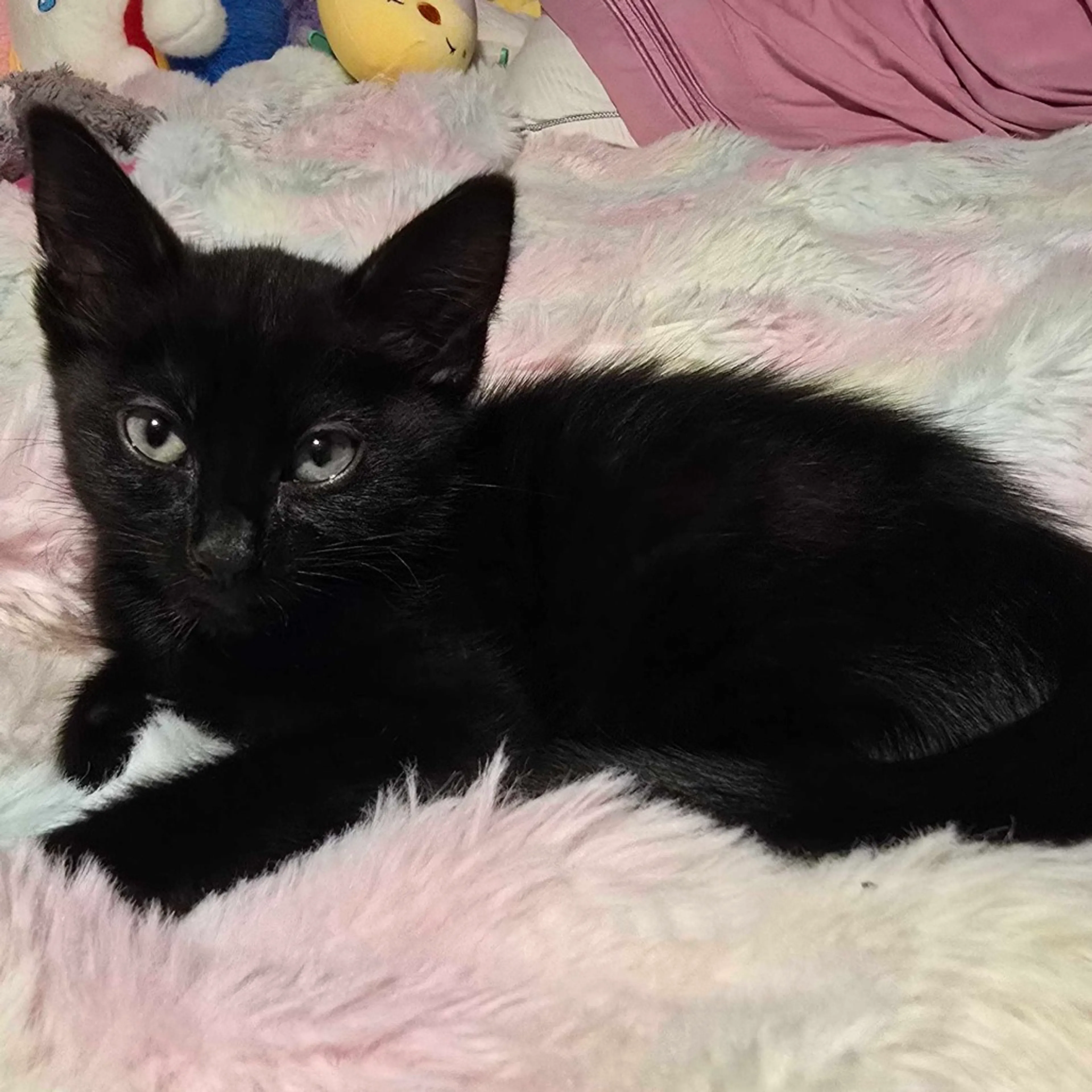Found pet-2