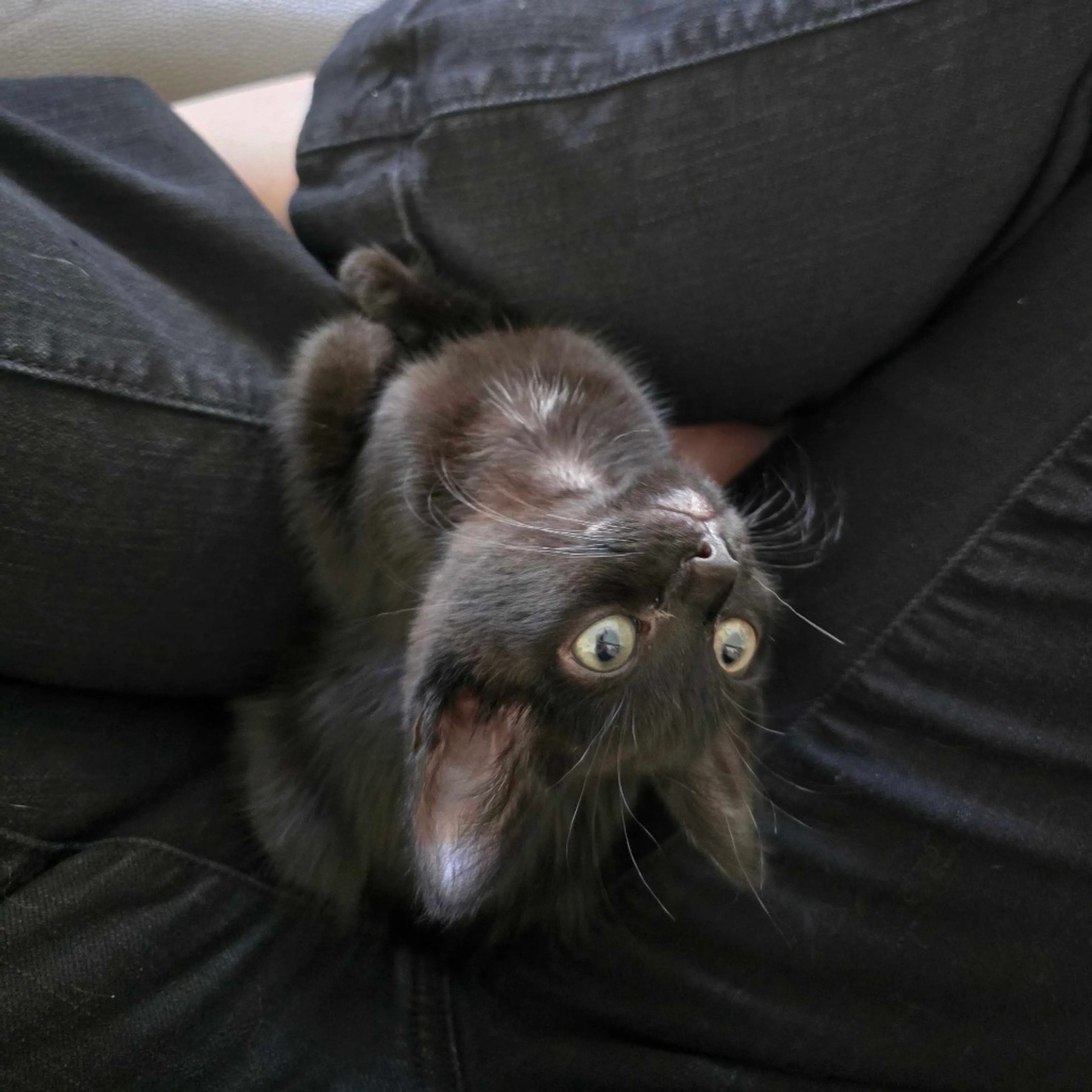 Found pet-3