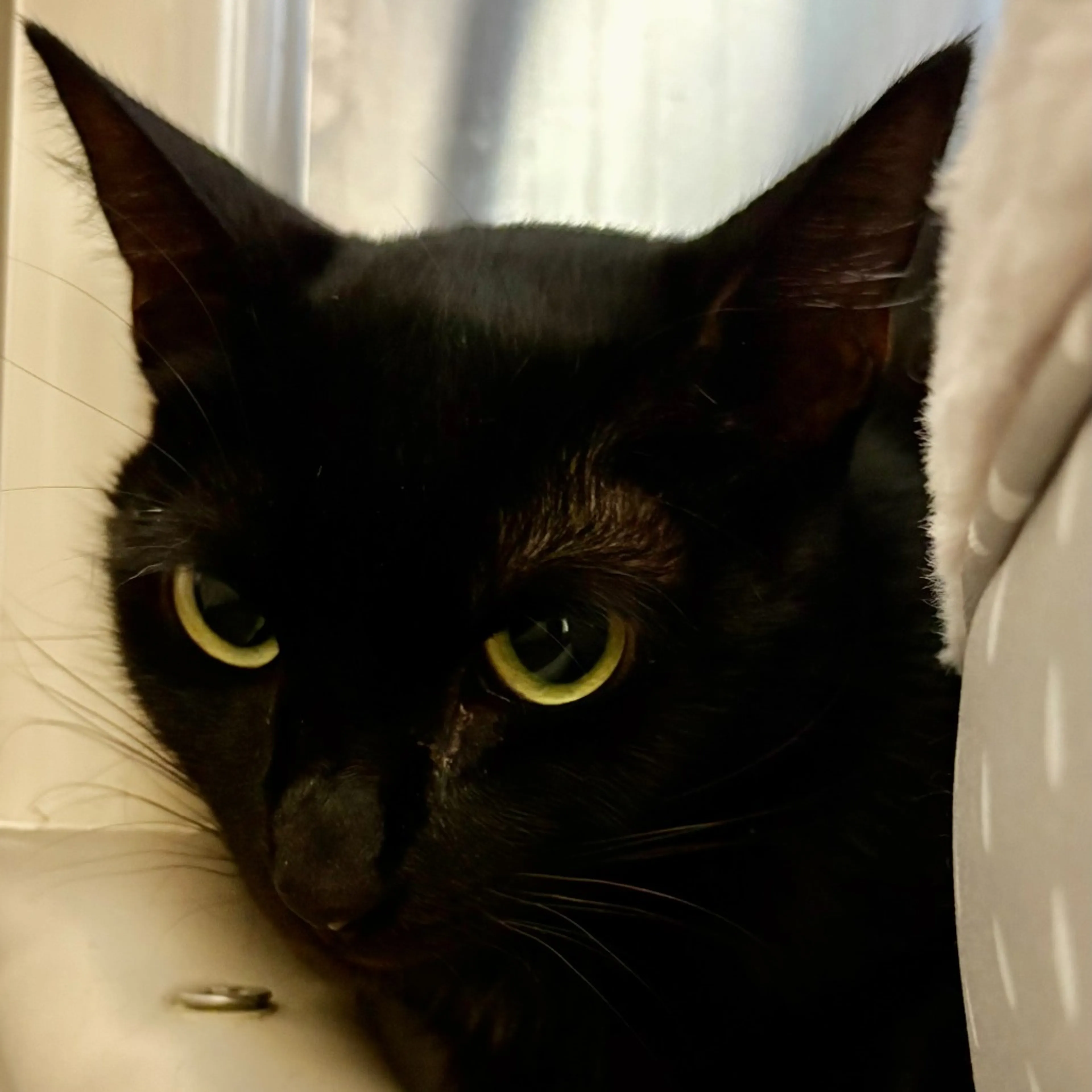 Found pet-2