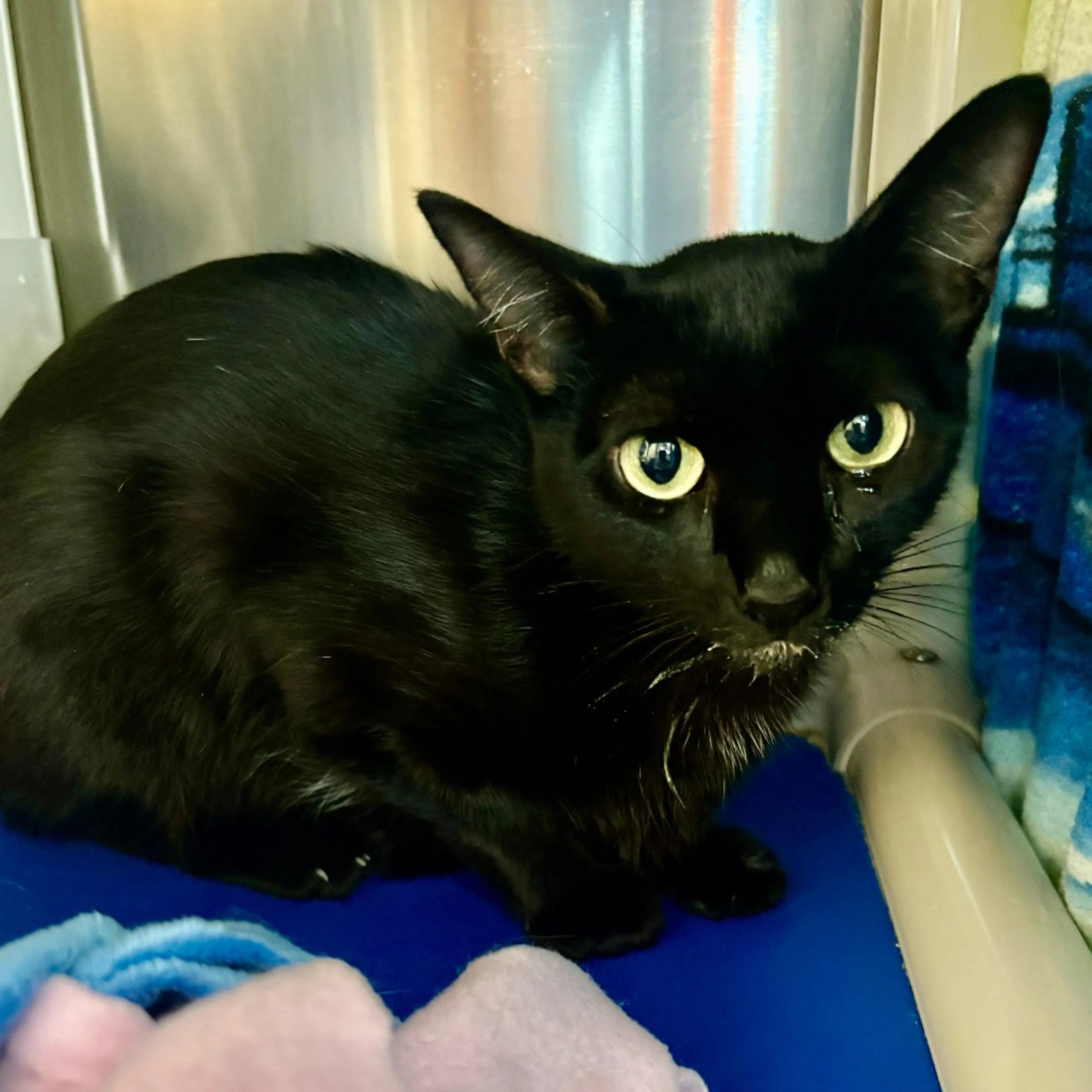 Found pet-1