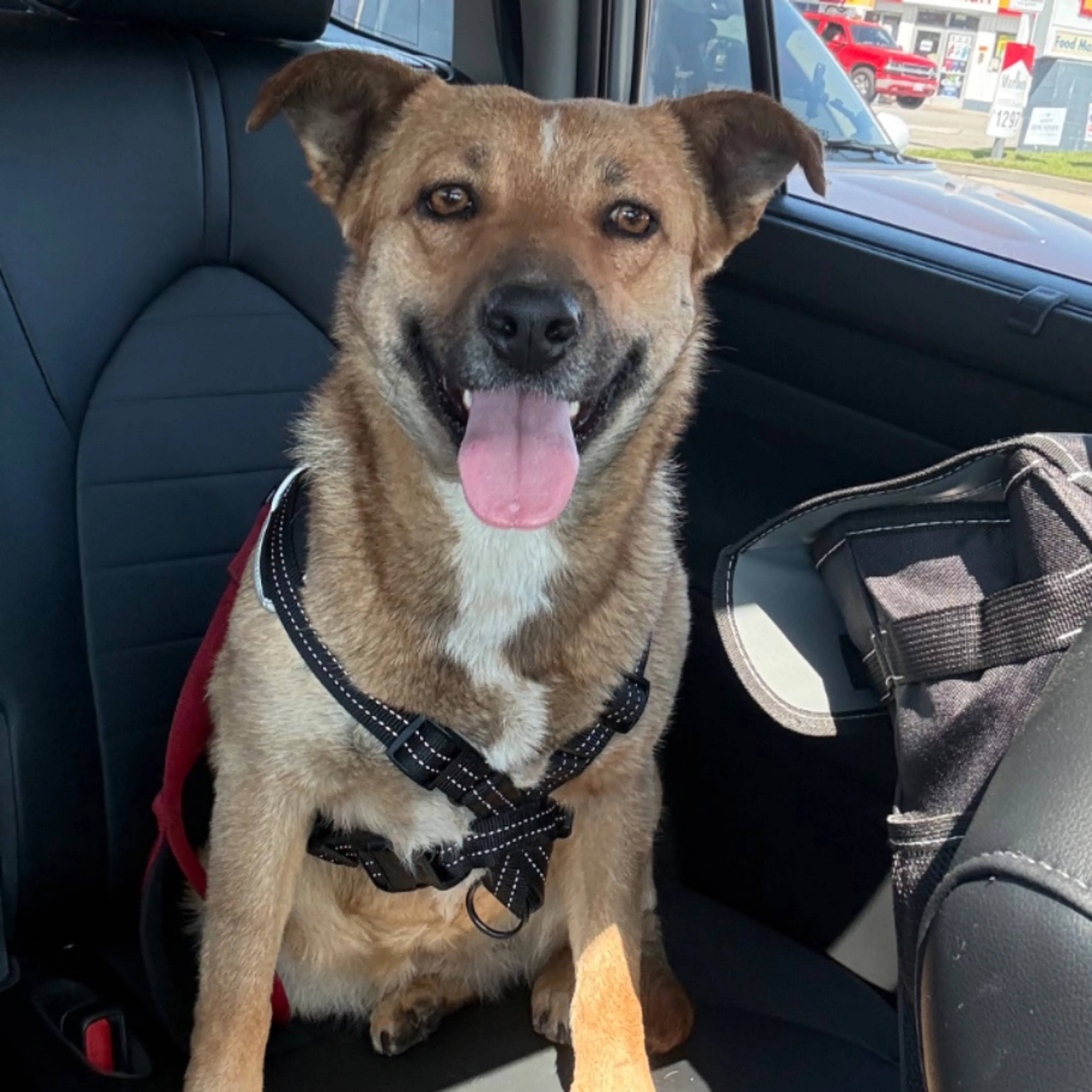Found pet