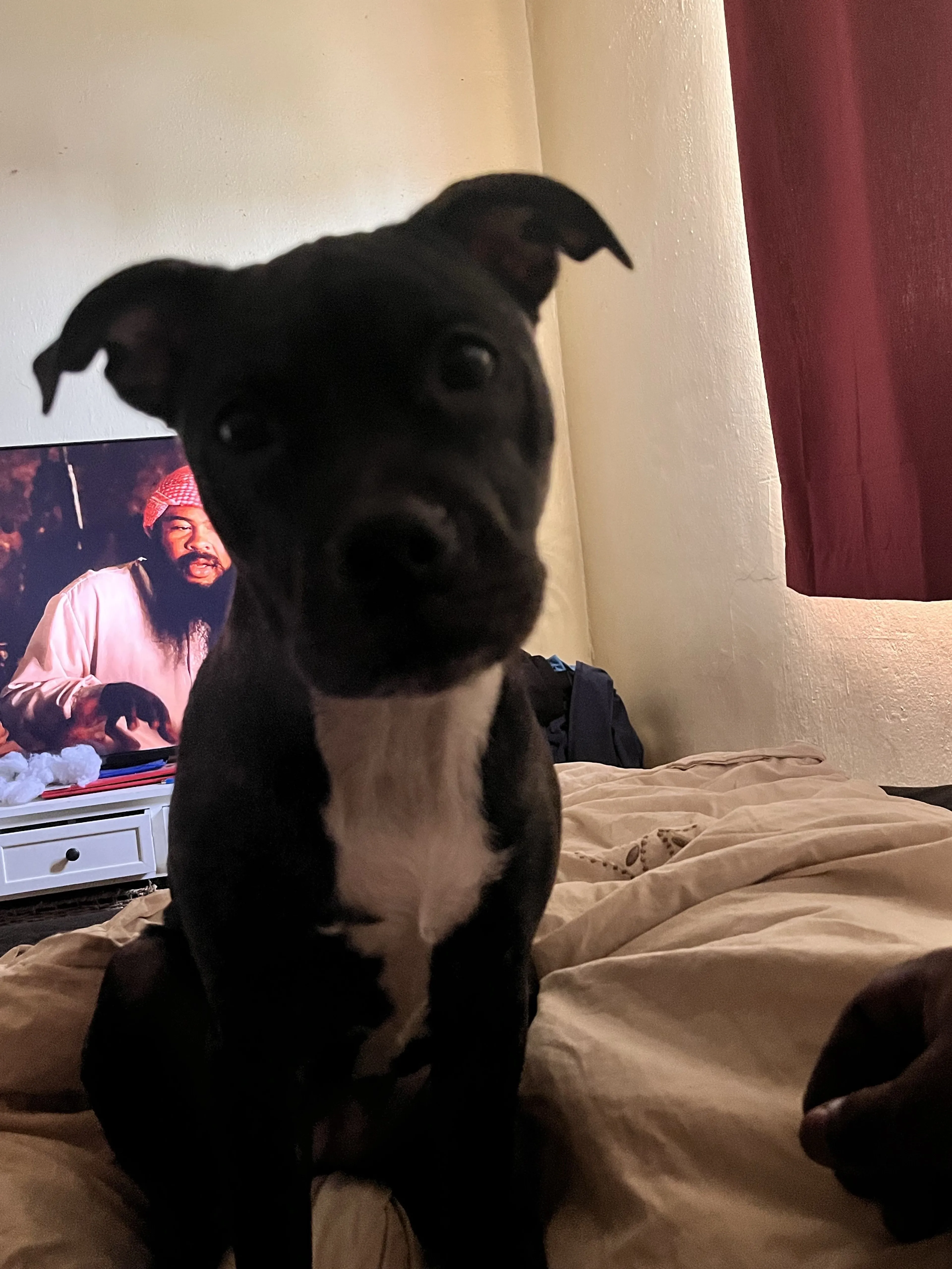 Lost pet