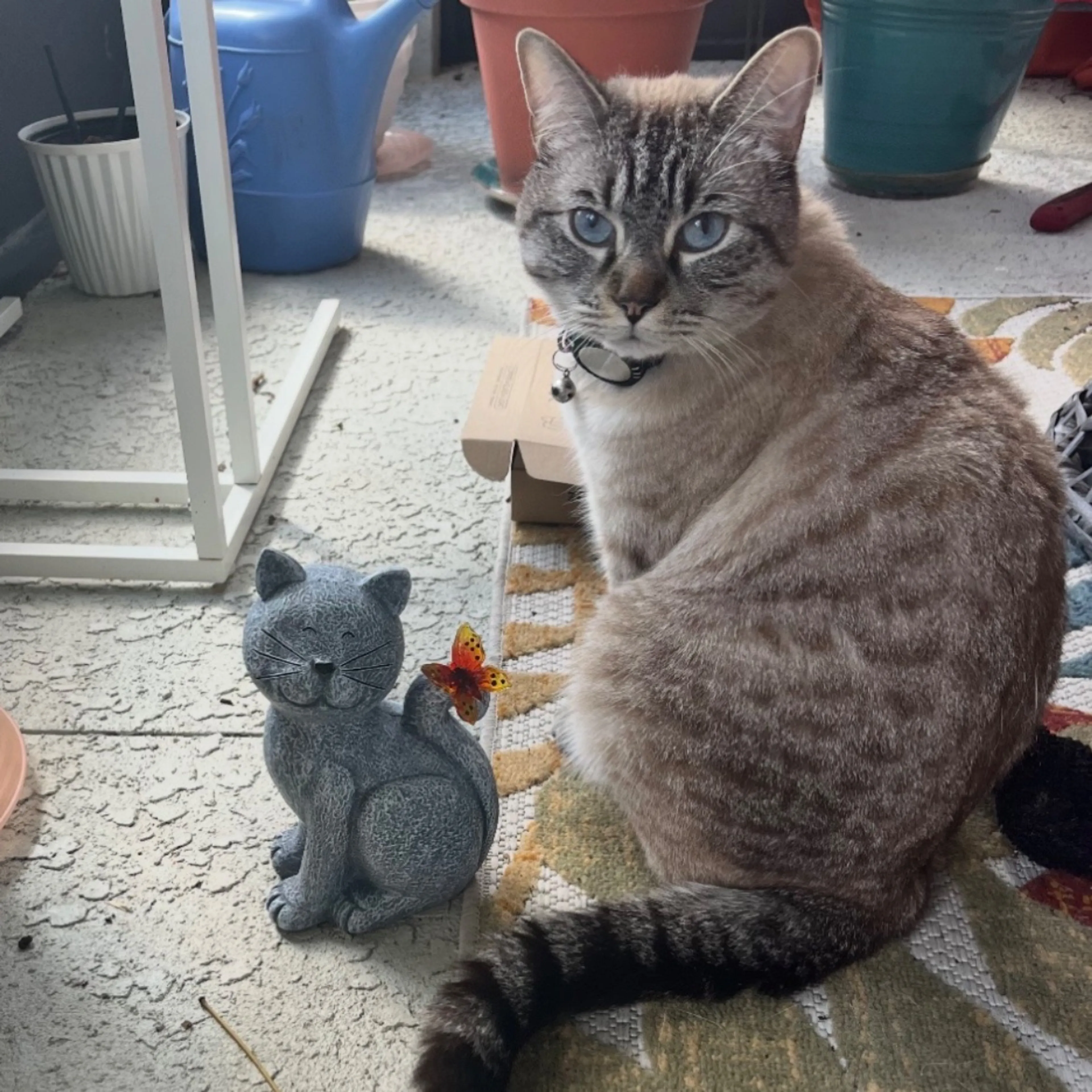 Lost pet-0