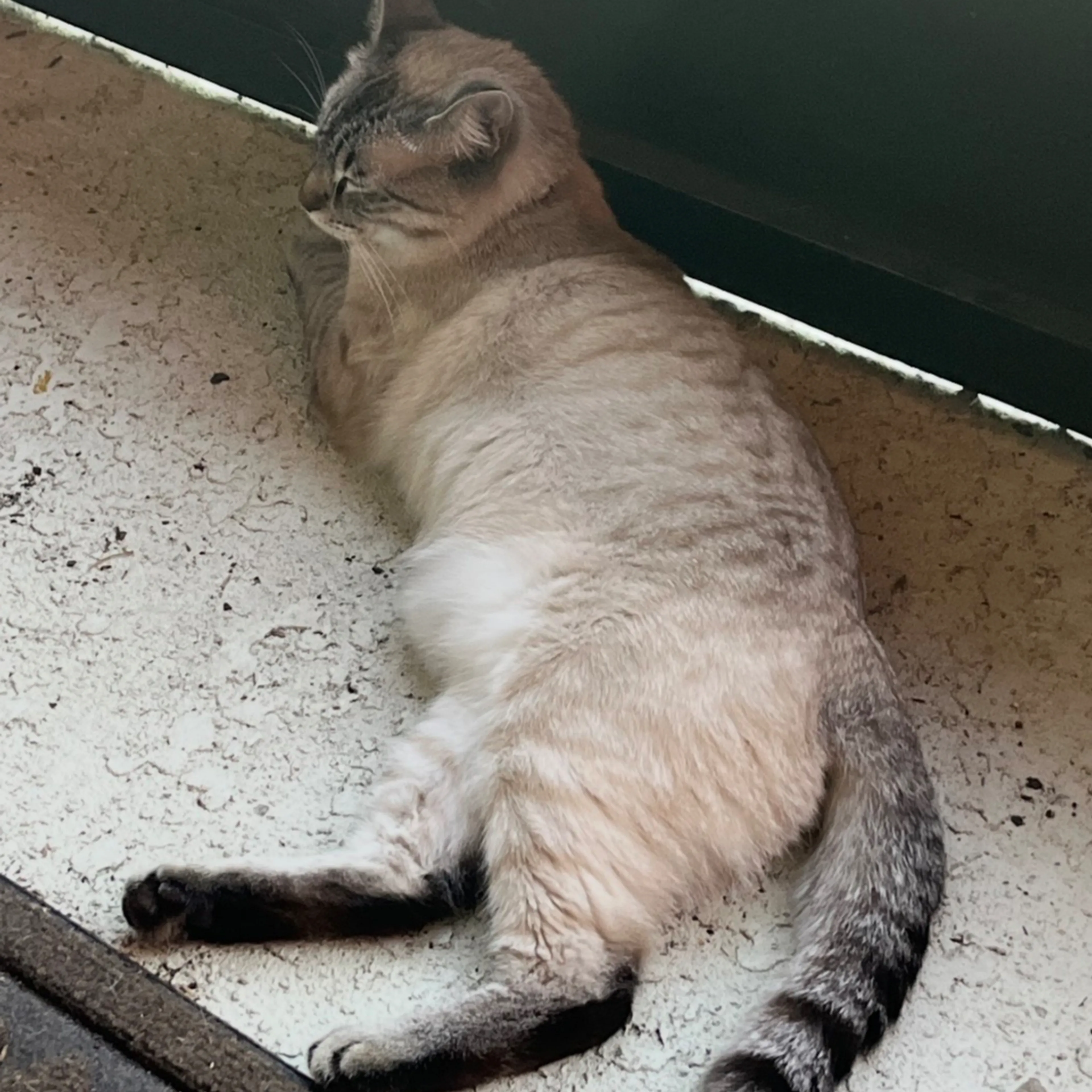 Lost pet-1