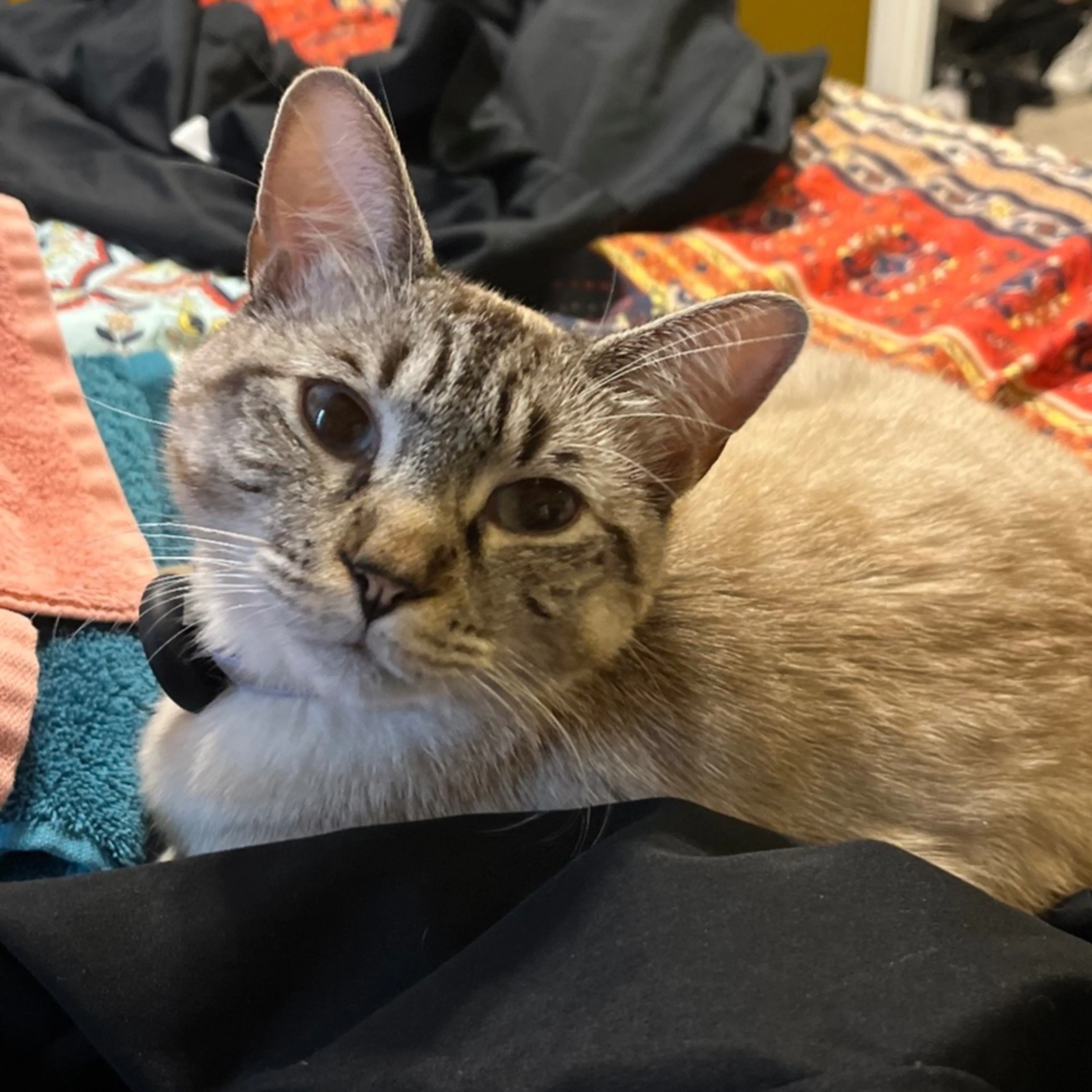 Lost pet-2
