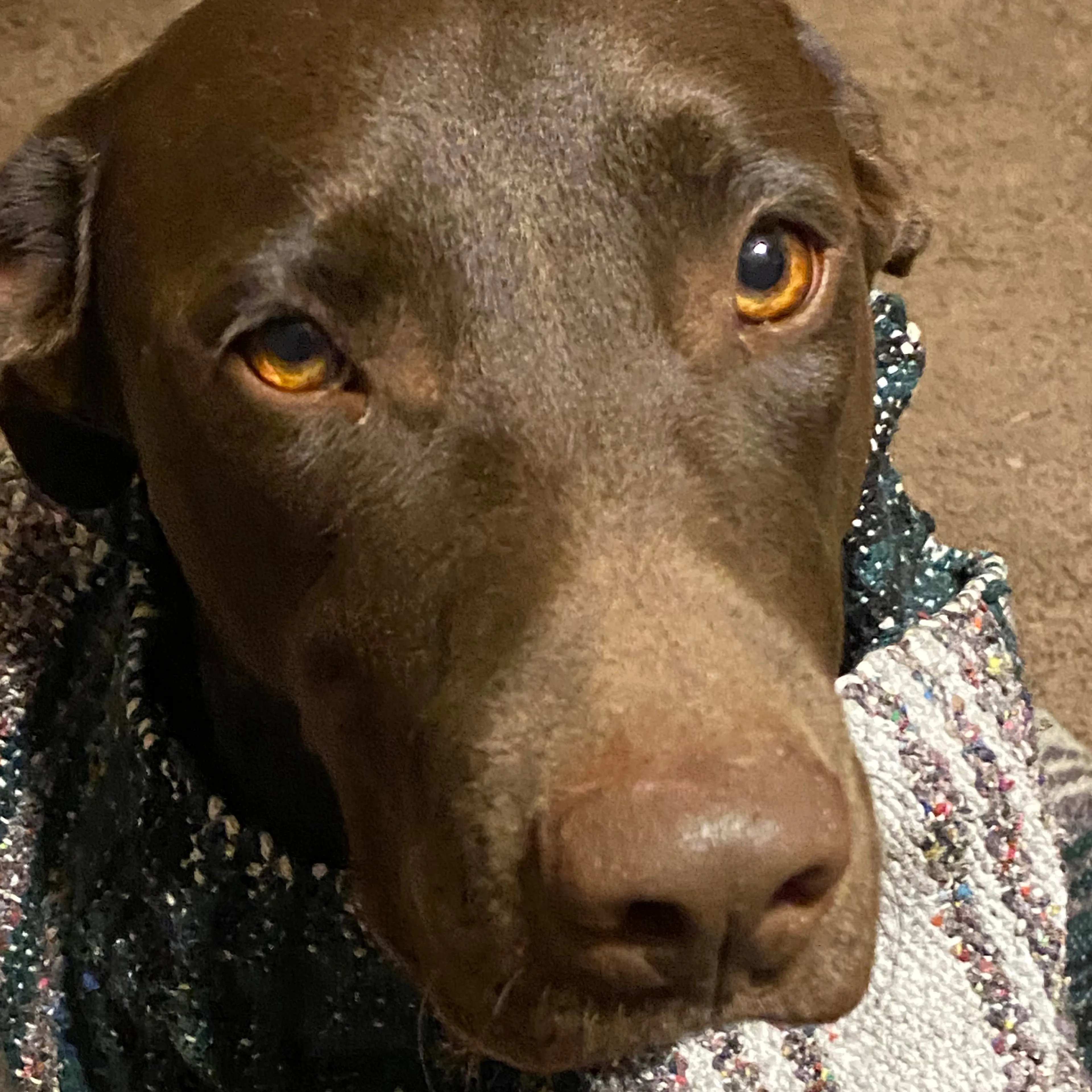 Lost pet-2