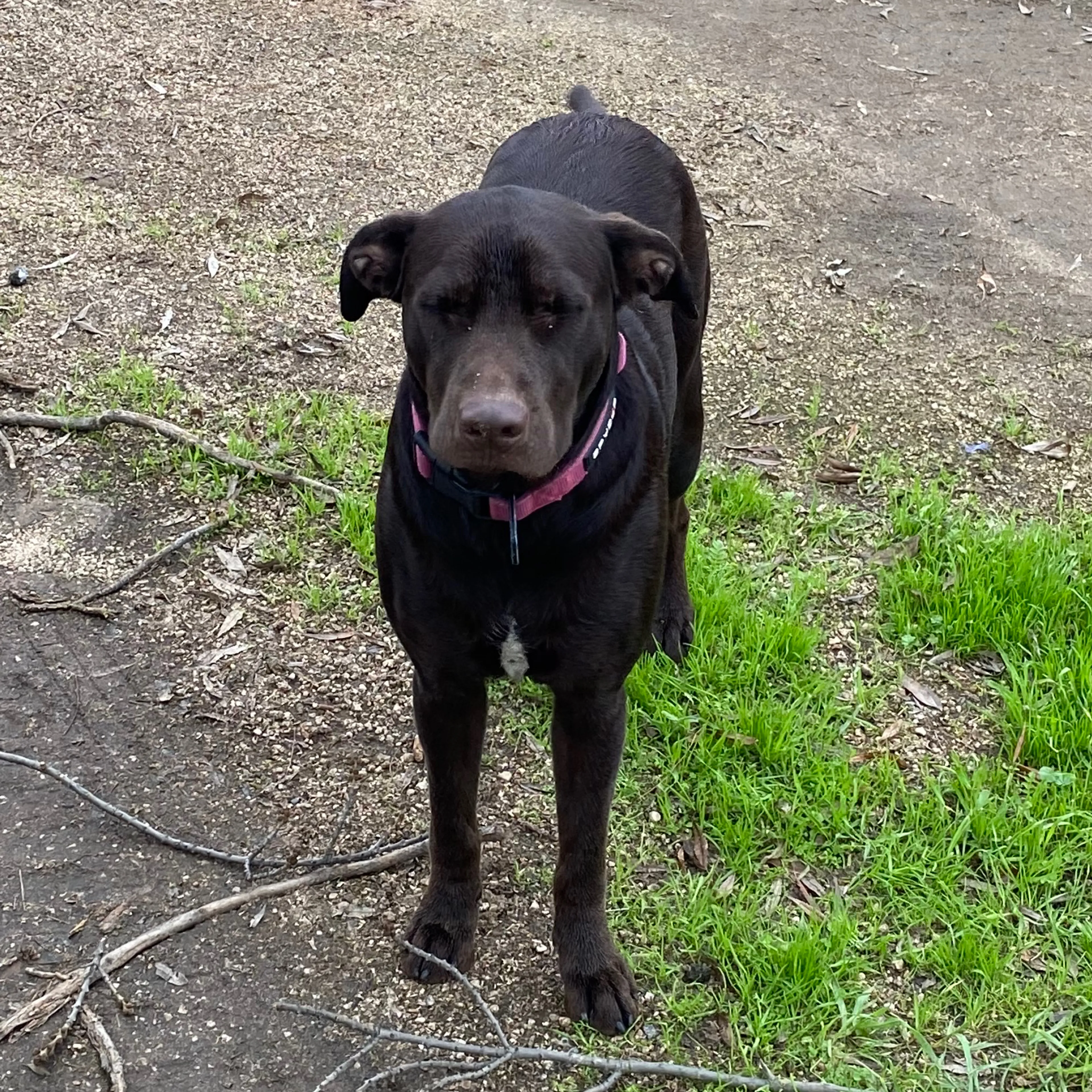 Lost pet-3